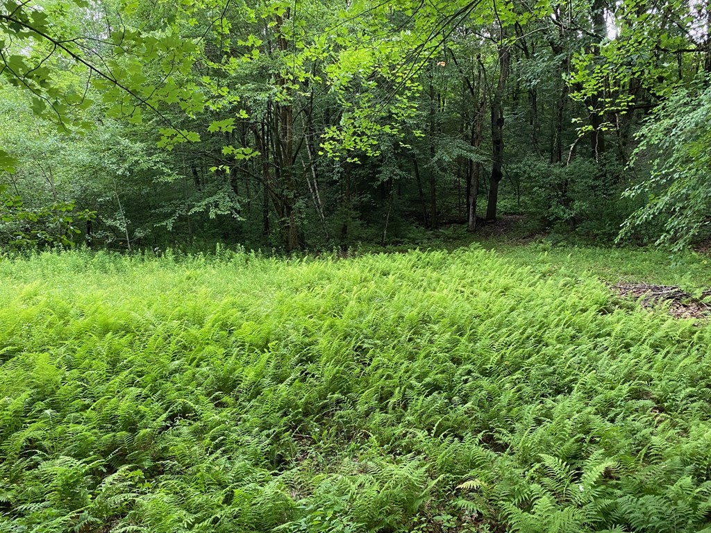 a view of a lush green forest