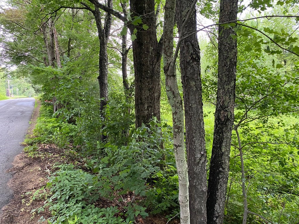 Lot 2 Hunt Road Oakham, MA 01068 - Photo 2 of 6 a view of forest