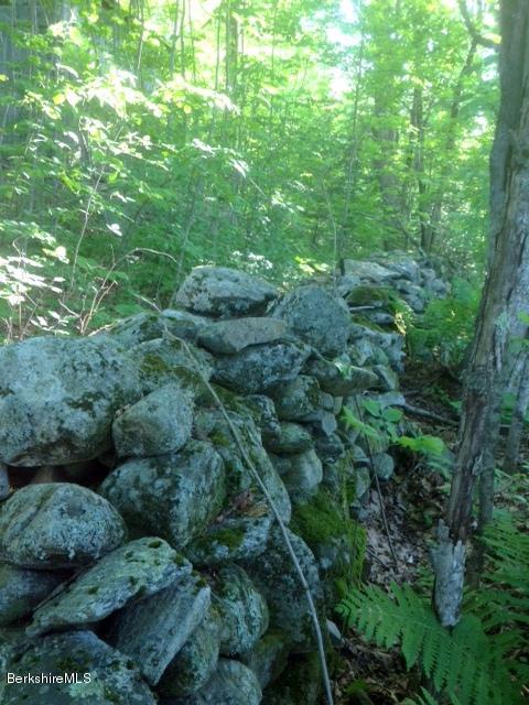 1329 Monterey Road Otis, MA 01253 - Photo 3 of 7 a view of a lush green forest with lots of trees