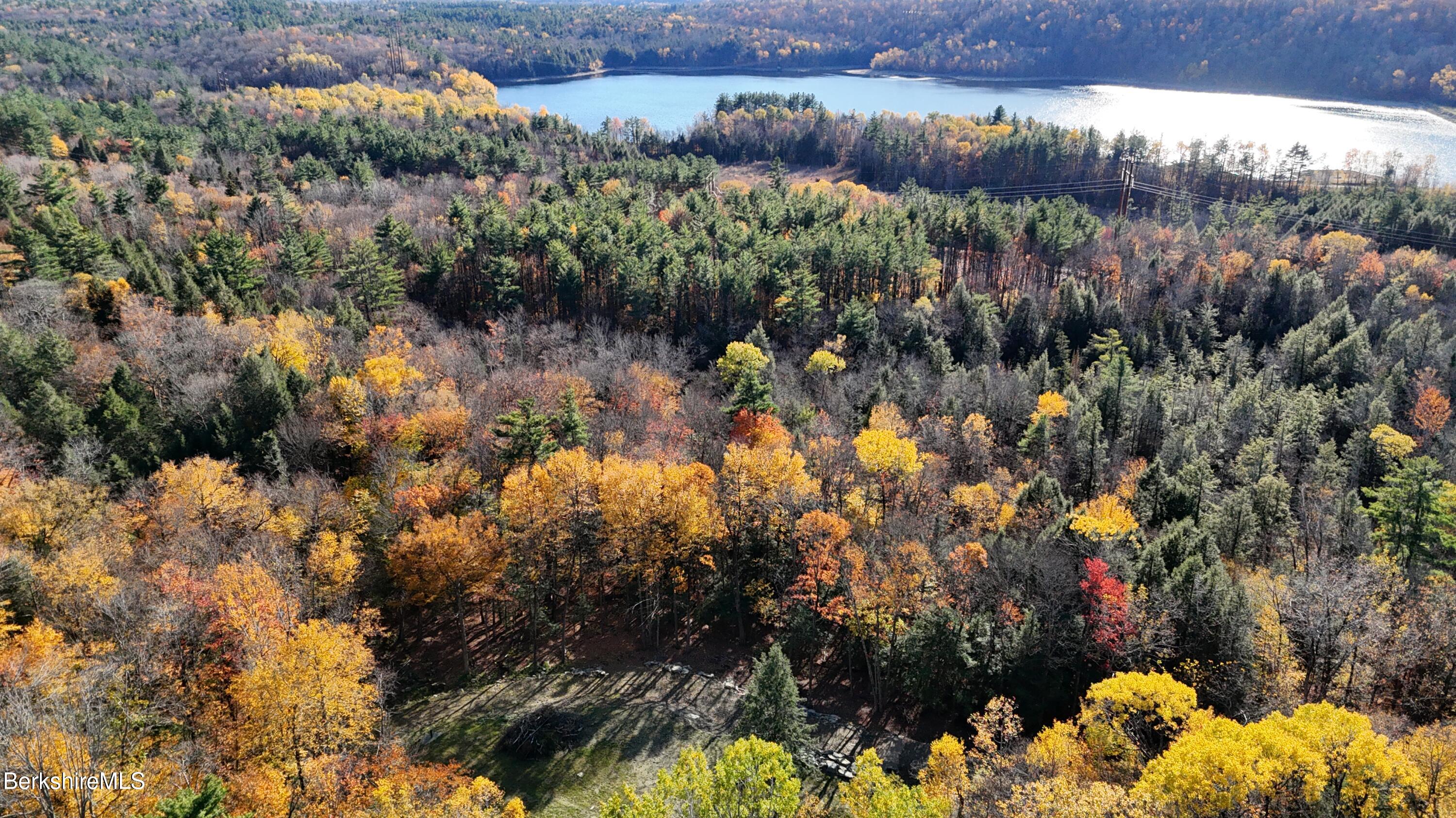 a view of a bunch of flowers and trees