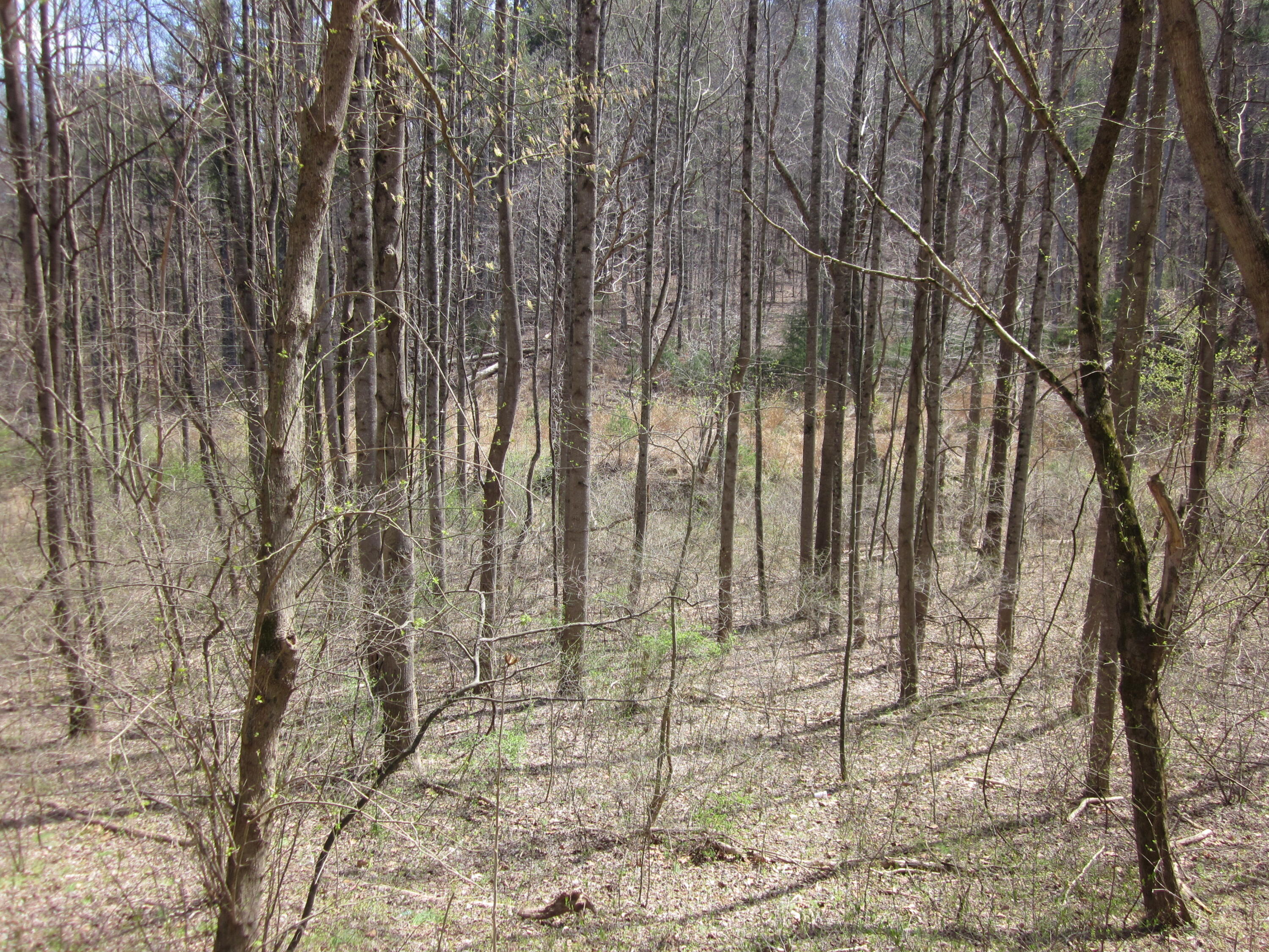 Lot 4 Bethlehem Road Boones Mill, VA 24065 - Photo 3 of 4 IMG_8311
