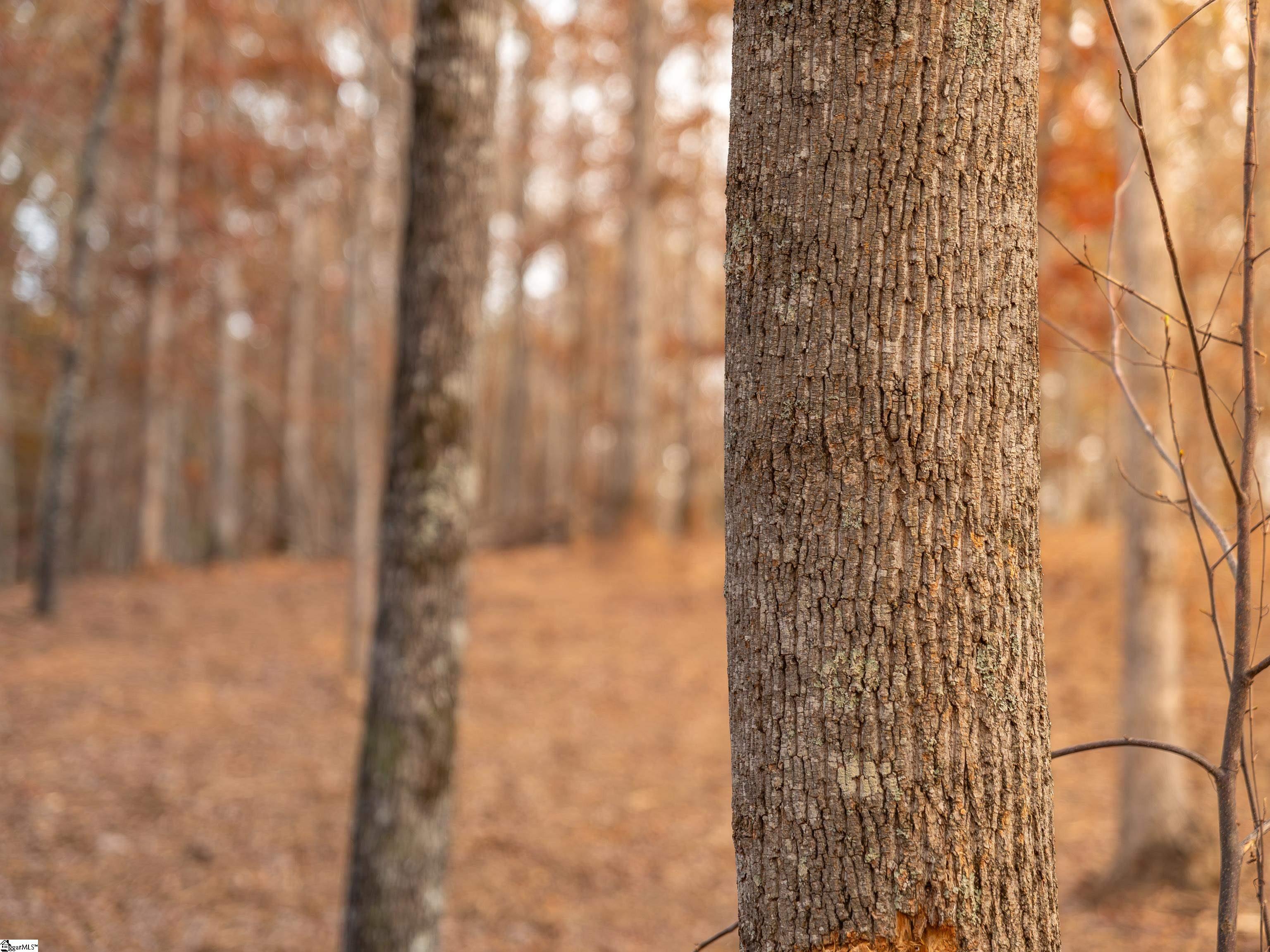 253 West Chapman Road, Unit LOT 8 Belton, SC 29627 - Photo 18 of 24