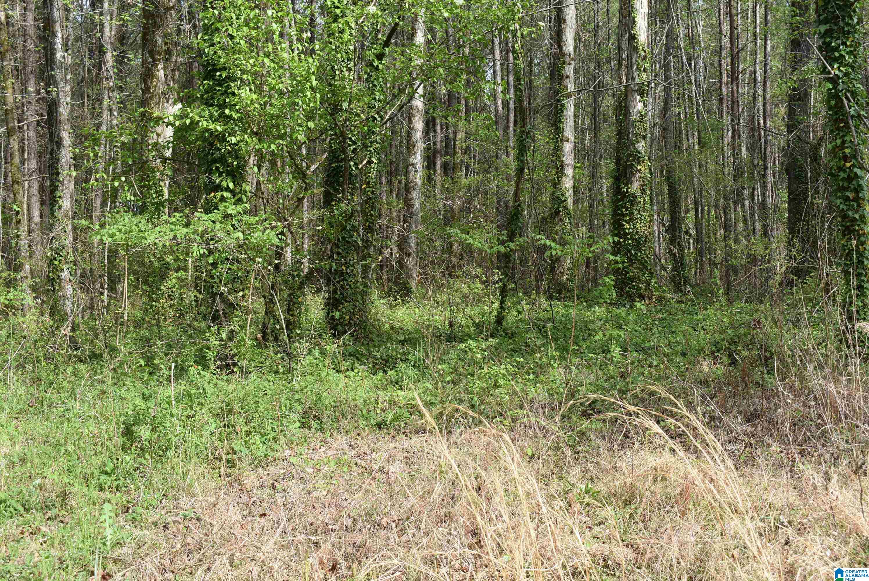 8501 Haig Rogers Cemetary Road Morris, AL 35116 - Photo 3 of 5