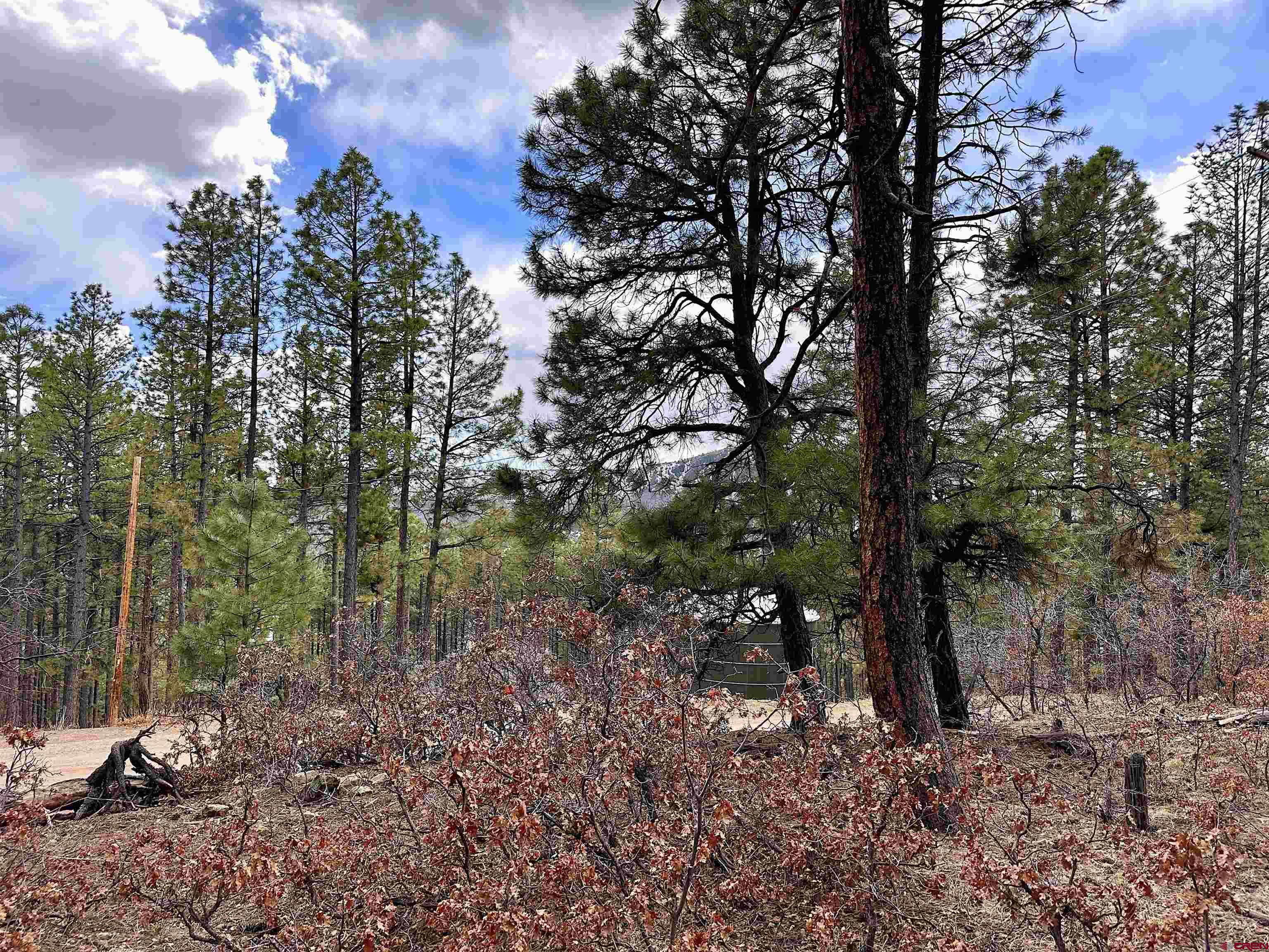 183 Timber Drive Bayfield, CO 81122 - Photo 8 of 18 a view of a forest filled with trees
