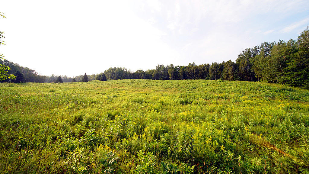 Lot 9-1 New Limerick Road Houlton, ME 04730 - Photo 21 of 40 leisner-maine-land-8