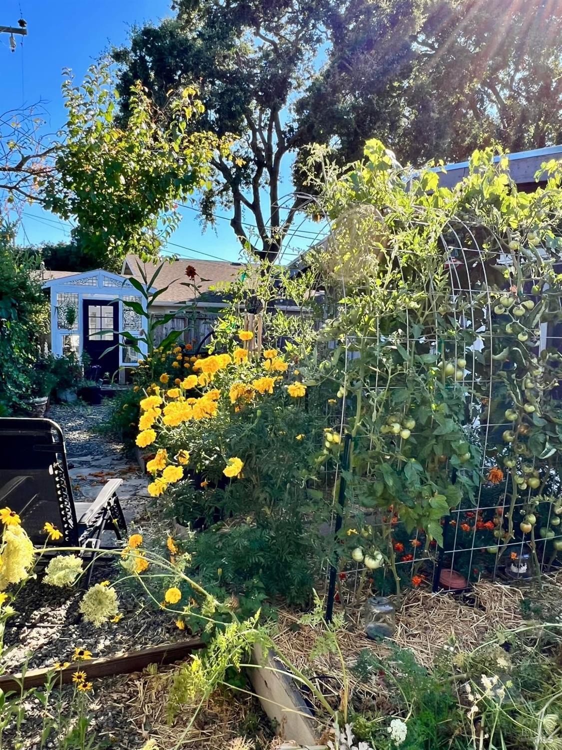 1108 Ferris Drive Novato, CA 94945 - Photo 18 of 24 a backyard of a house with lots of green space