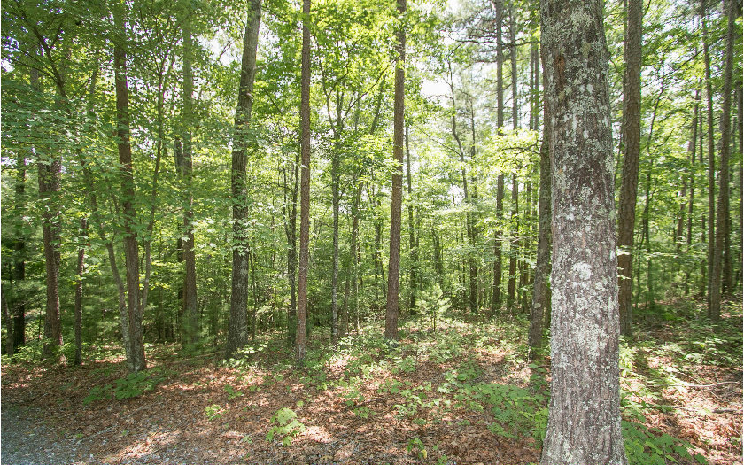 Lot56 Lot56 Doyle Carder Parkway Blue Ridge, GA 30513 - Photo 1 of 1 Main View