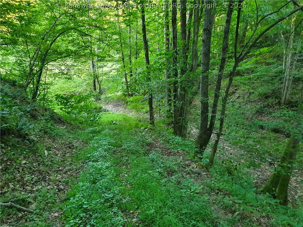 0 Bear Fork Road Gay, WV 25244 - Photo 7 of 23 Gallery Image 7