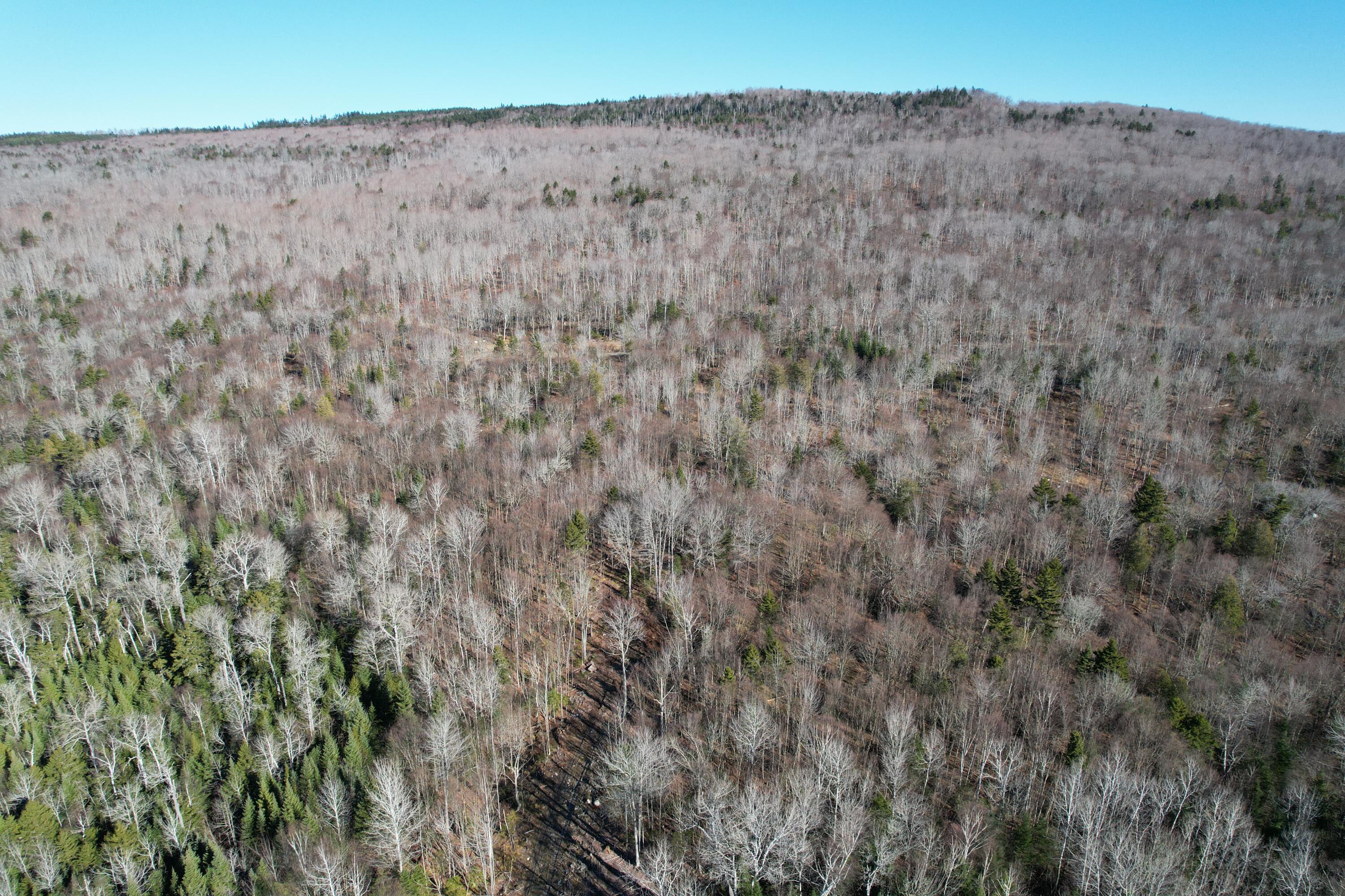 Lot 31-2 Bemis Road Oquossoc, ME 04964 - Photo 14 of 22 surrounded by woods
