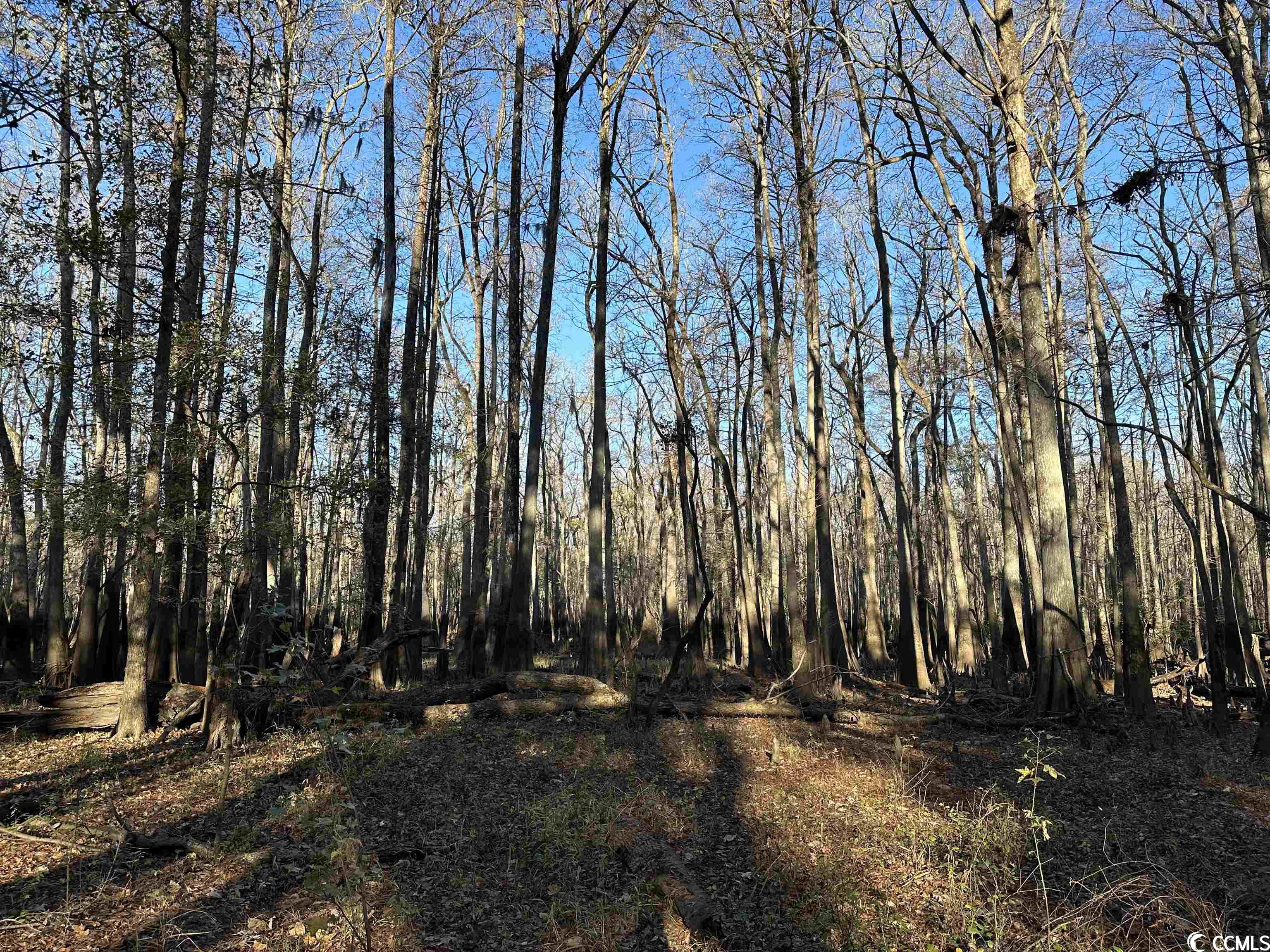 Tbt Richard Road Johnsonville, SC 29555 - Photo 19 of 26