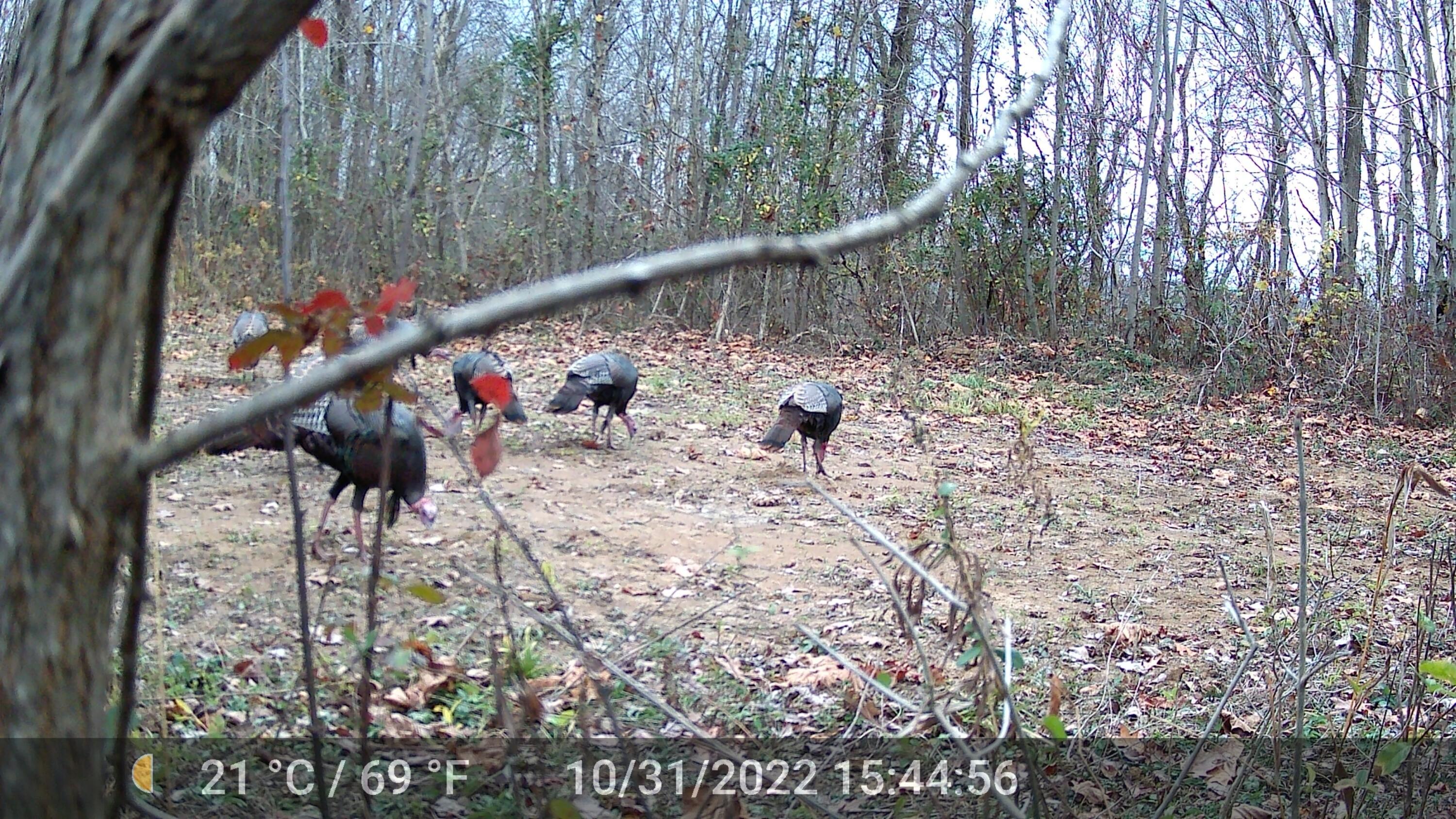 0 County Road 90 Road Crooksville, OH 43731 - Photo 39 of 39 many turkeys-103122