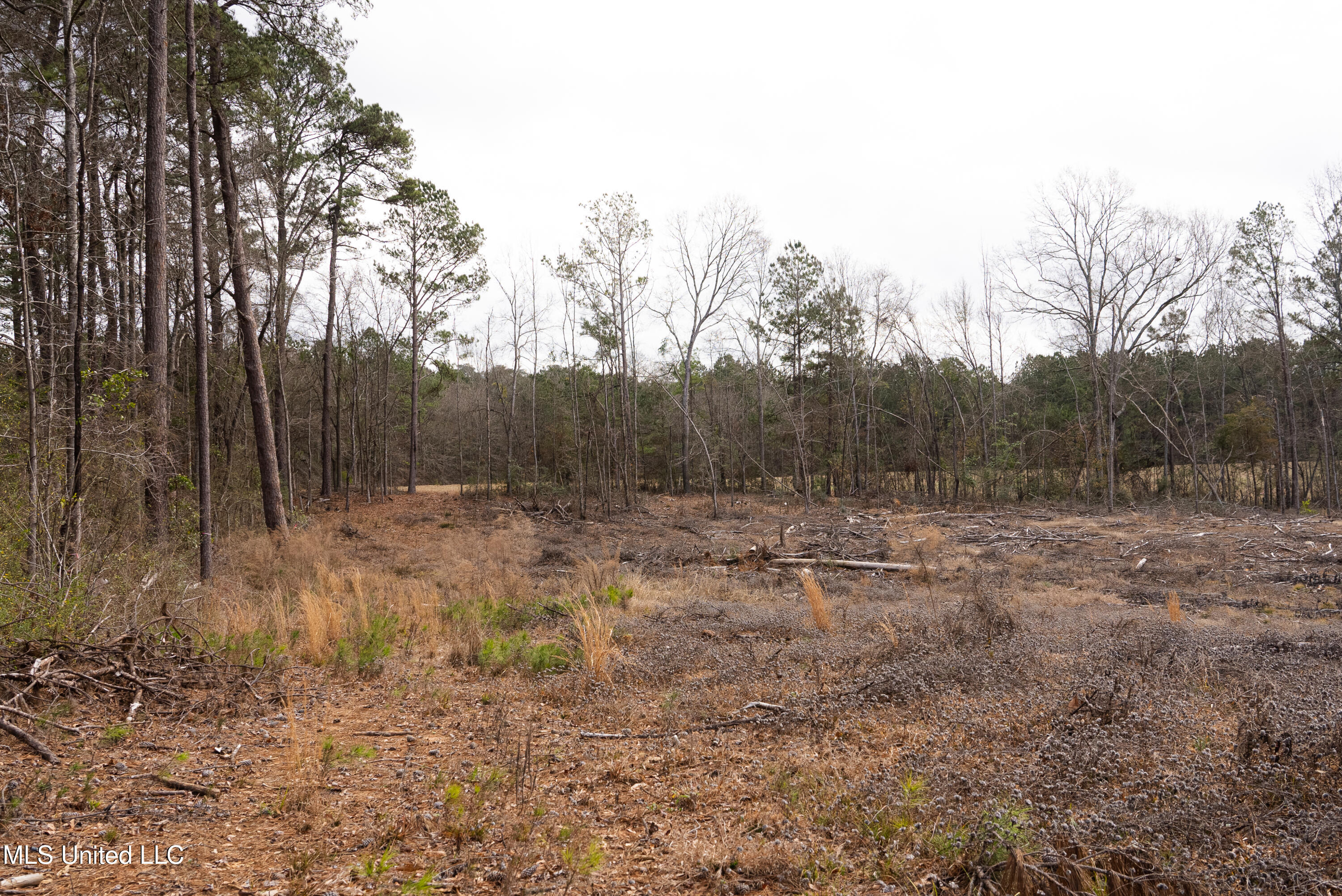 Off Of Forest Laurel, MS 39443 - Photo 11 of 13 DSC05955