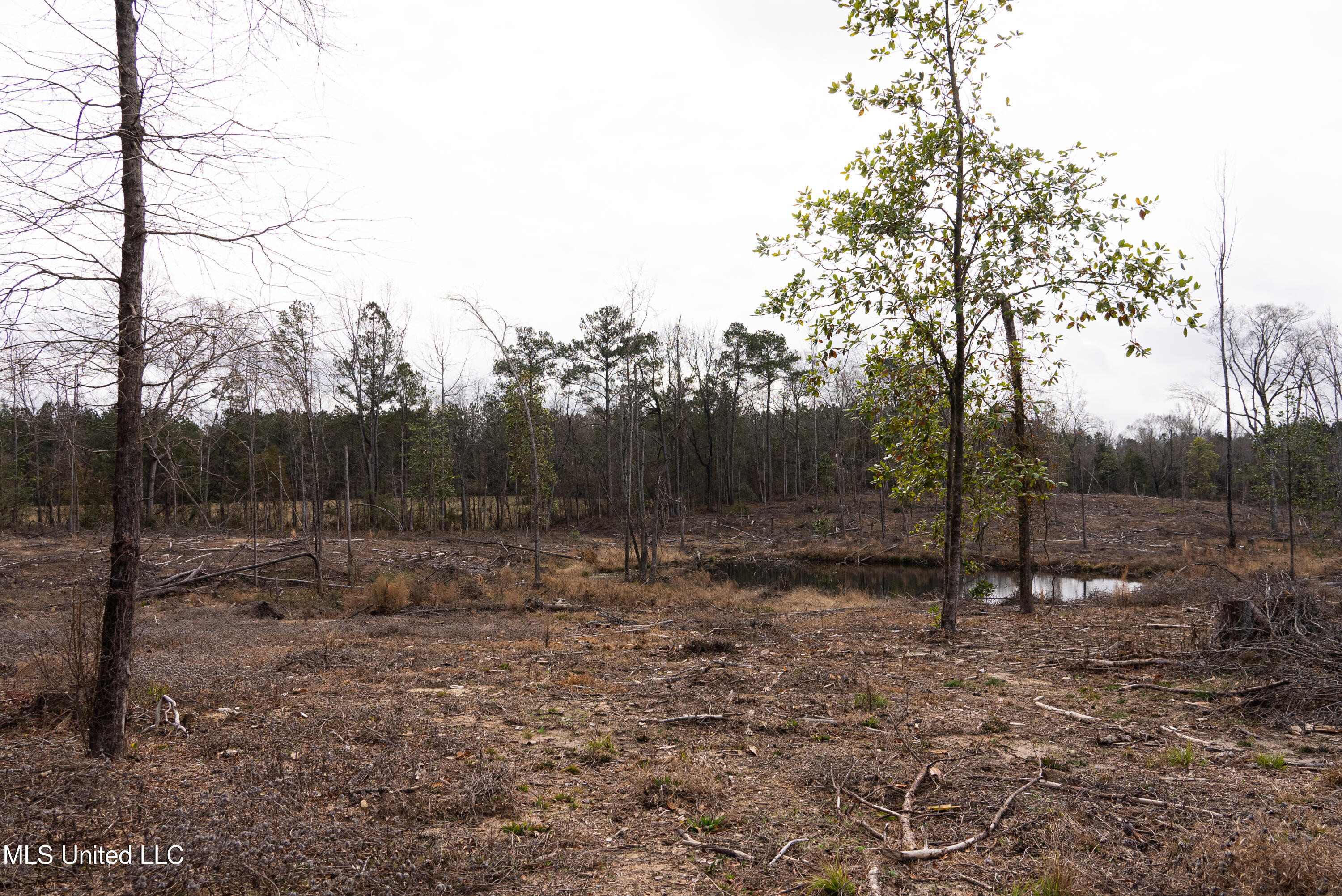 Off Of Forest Laurel, MS 39443 - Photo 10 of 13 DSC05928