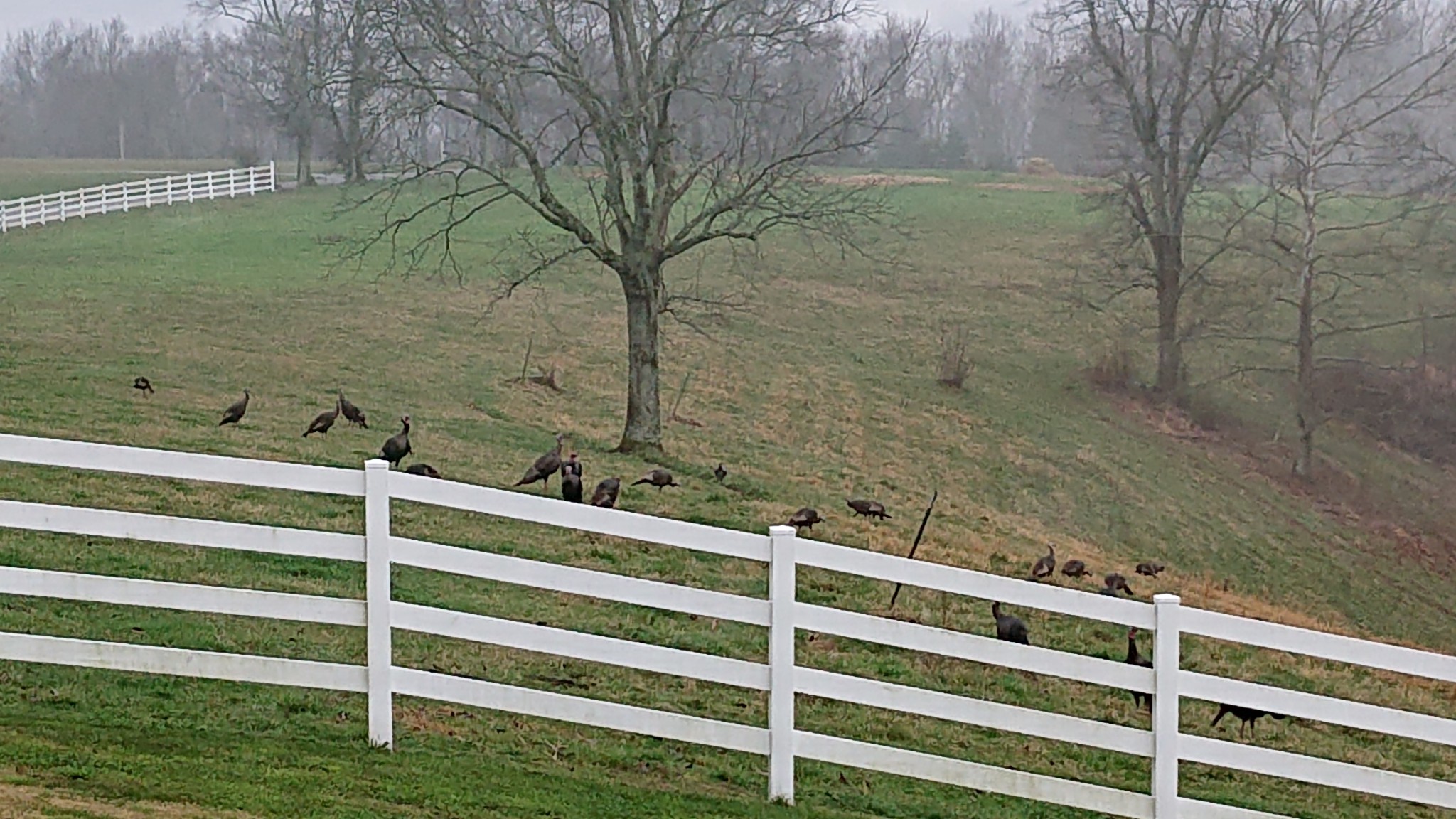 413 Aymett Ridge Road Pulaski, TN 38478 - Photo 39 of 49 Gallery Image 39