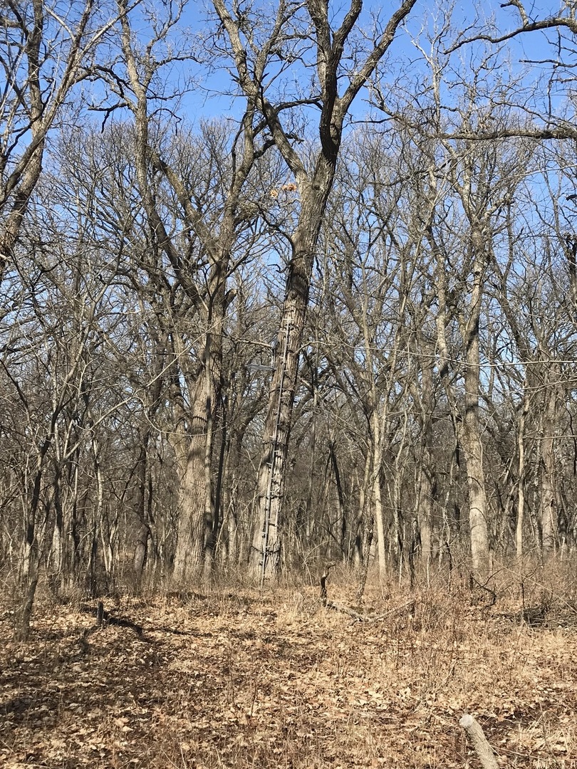 9760 South Kodat Road Dwight, IL 60420 - Photo 8 of 16 a view of a yard with trees