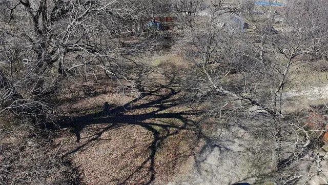 a view of street with large trees