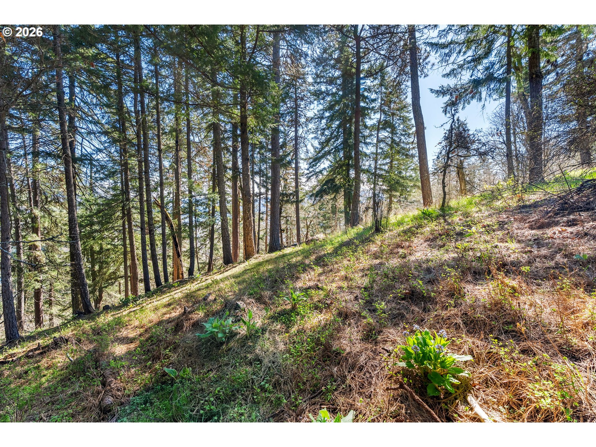 735 Northwest Strawberry Mountain Road White Salmon, WA 98672 - Photo 15 of 25 a view of a yard with large trees