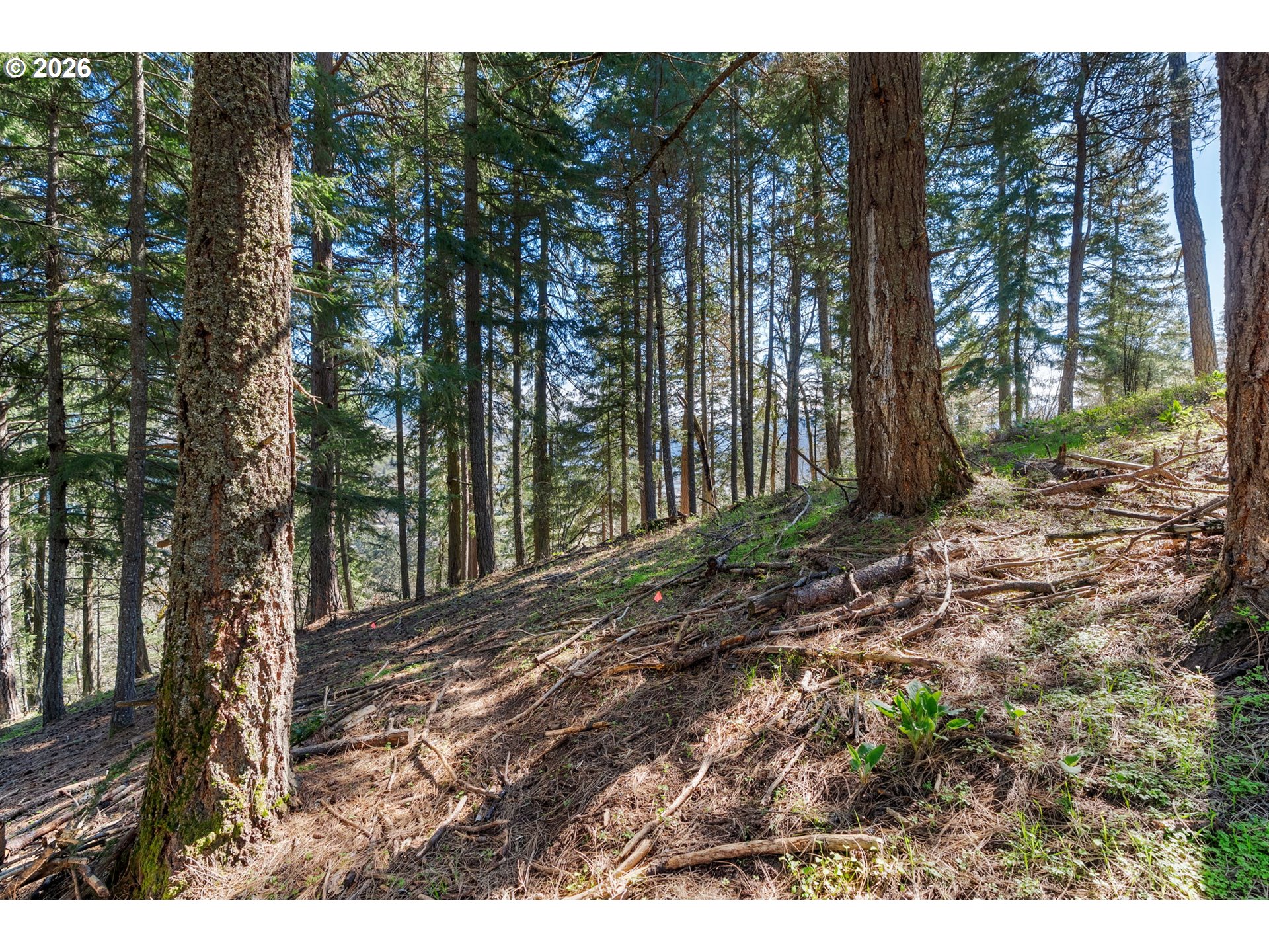 735 Northwest Strawberry Mountain Road White Salmon, WA 98672 - Photo 16 of 25 a view of backyard with green space