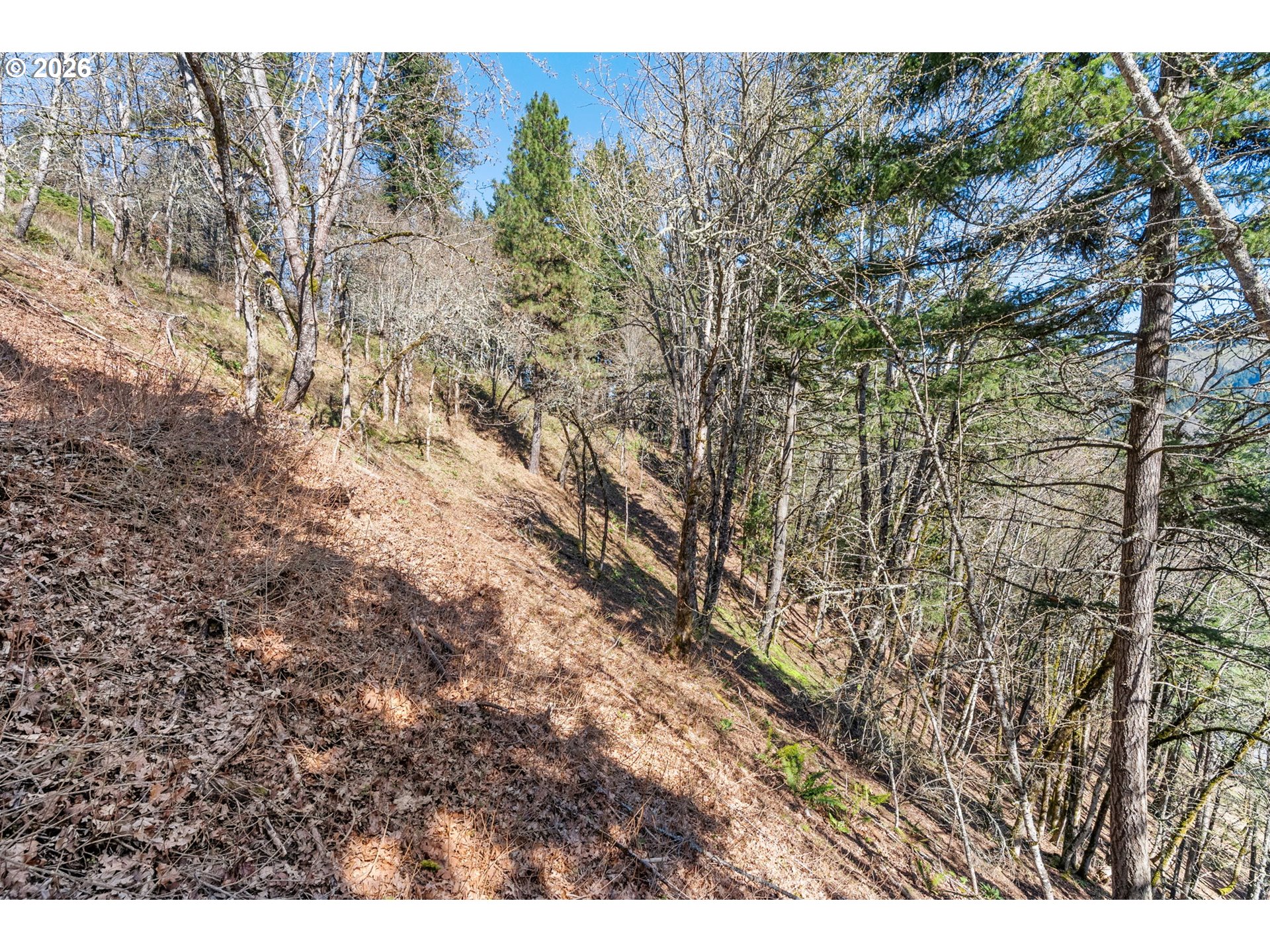 735 Northwest Strawberry Mountain Road White Salmon, WA 98672 - Photo 22 of 25 a view of a tree