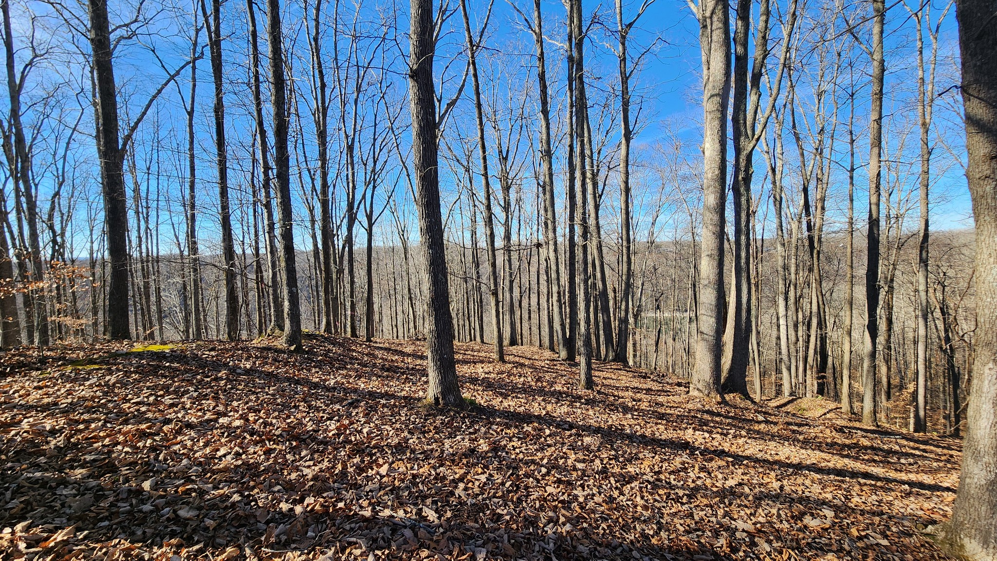 0 Bridge Pointe Lane Sparta, TN 38583 - Photo 13 of 16 a view of a backyard with a chair