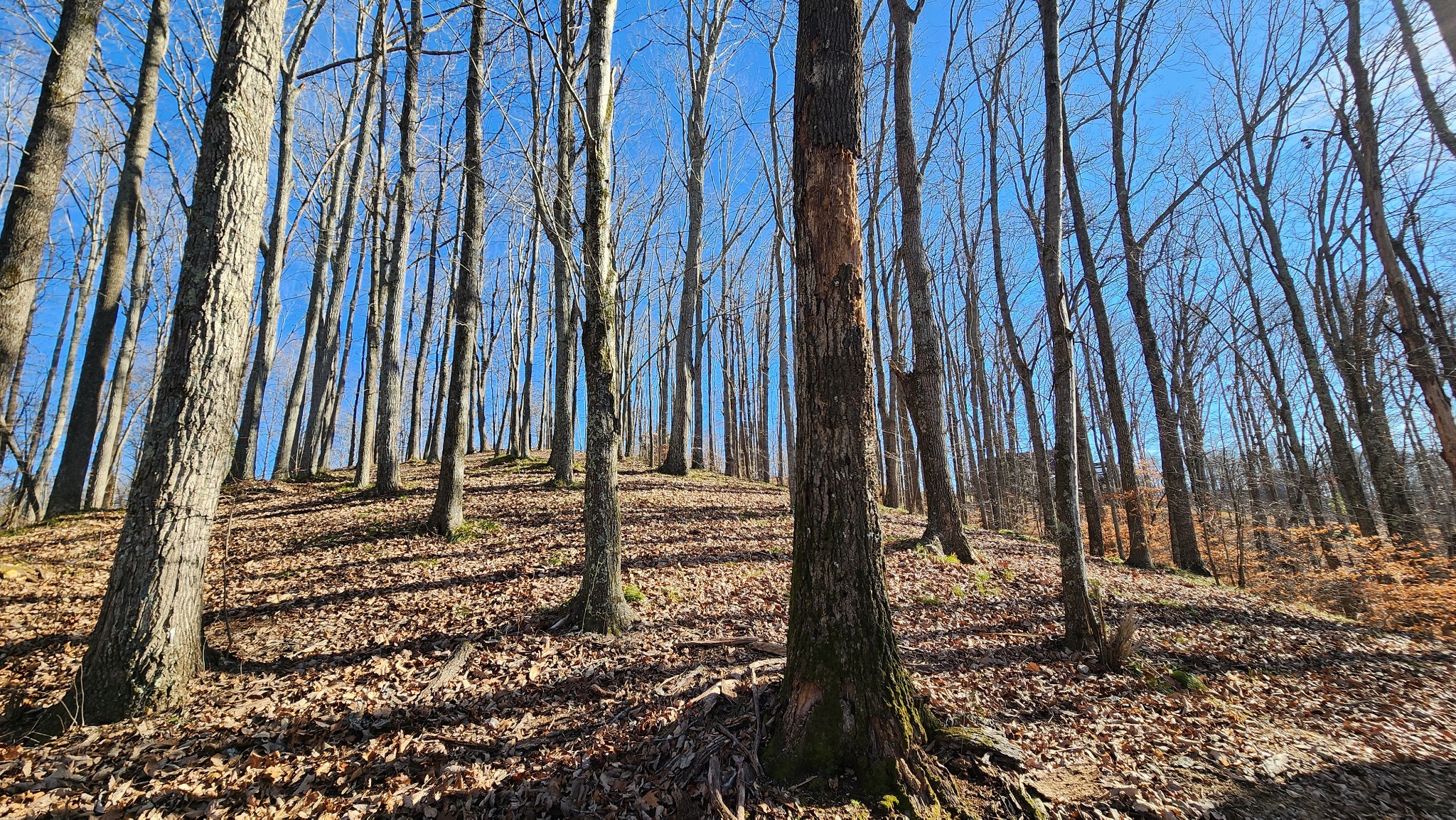 0 Bridge Pointe Lane Sparta, TN 38583 - Photo 2 of 16 a view of a backyard of the house