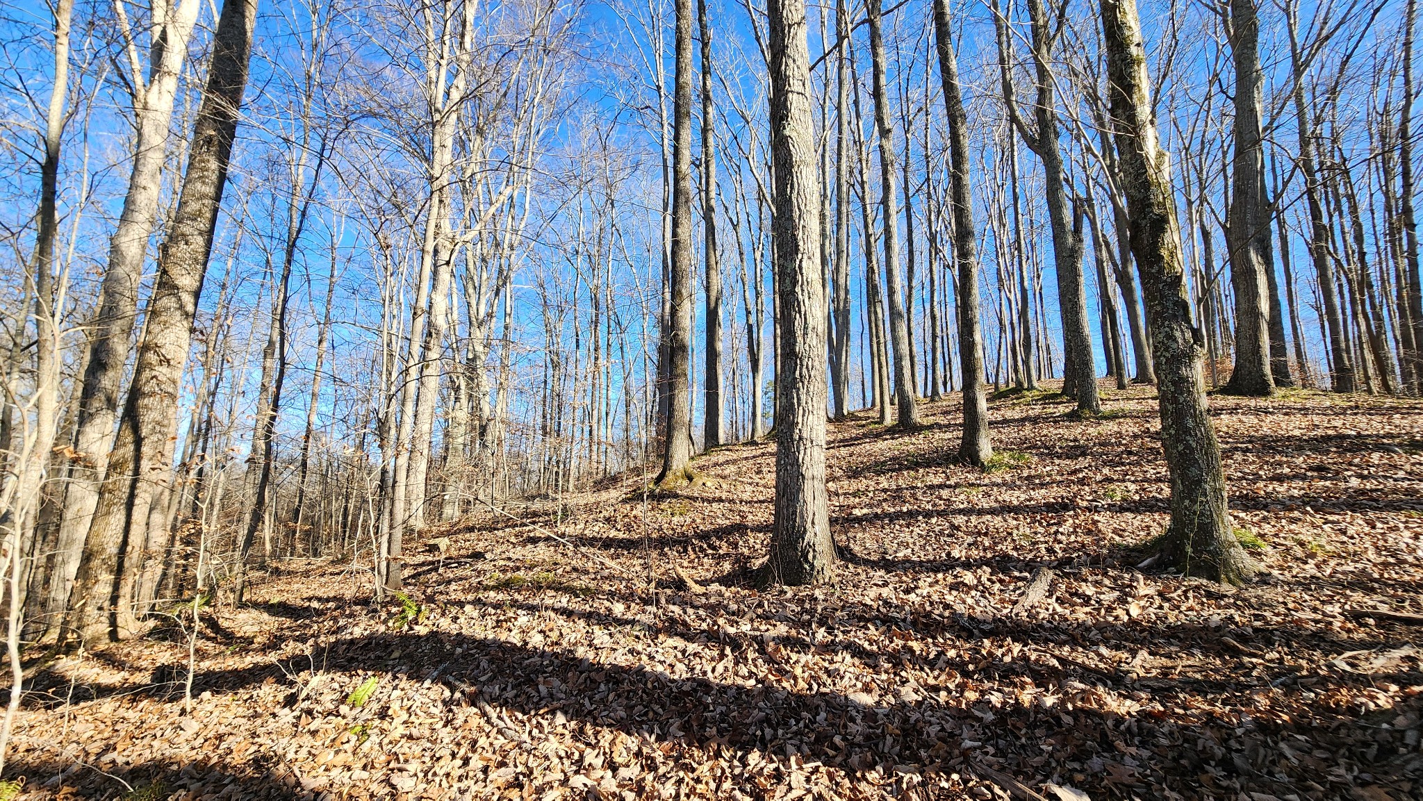 0 Bridge Pointe Lane Sparta, TN 38583 - Photo 3 of 16 a view of a backyard with trees