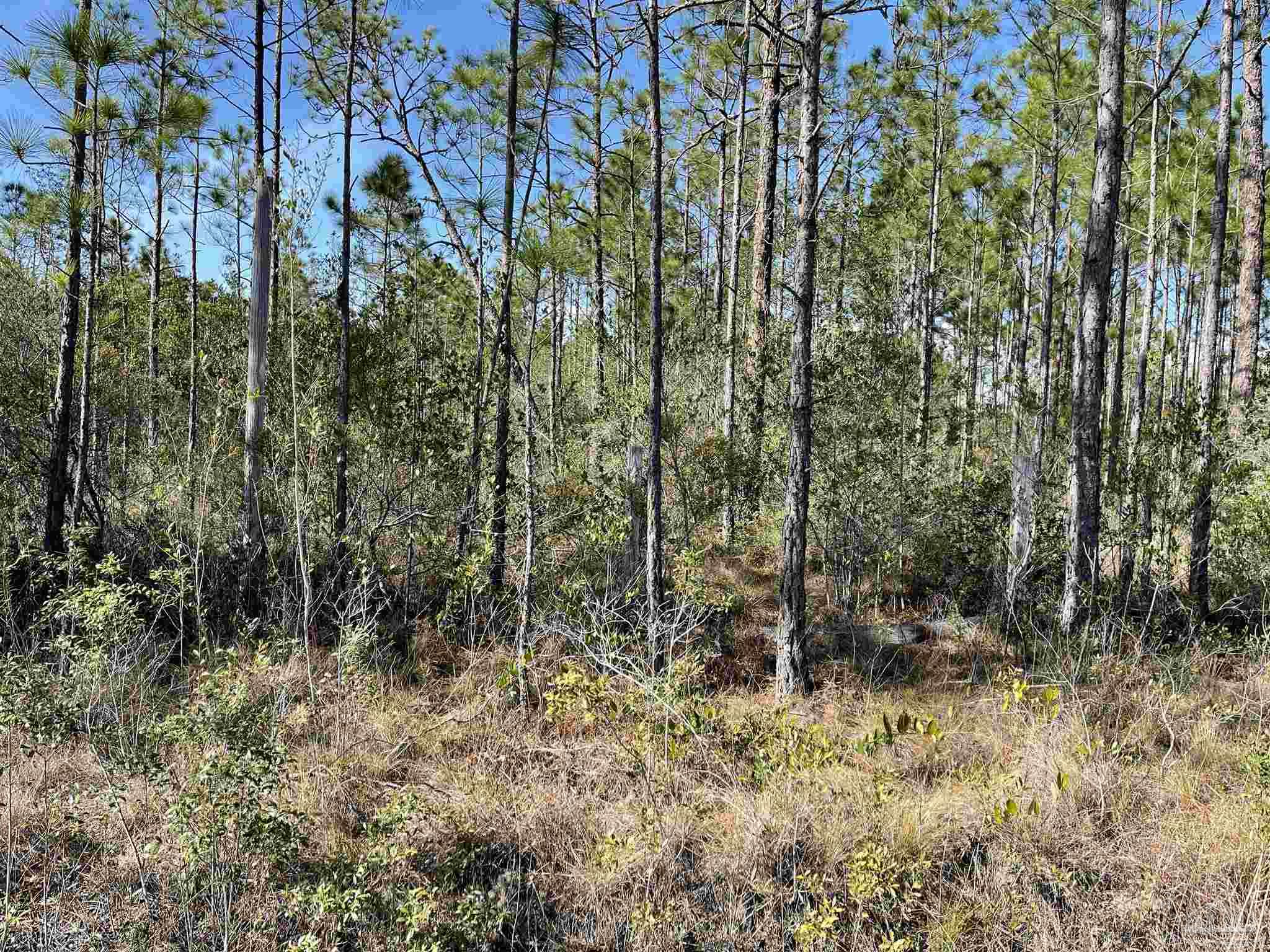 5.92-ac Mary Kitchens Road Milton, FL 32583 - Photo 4 of 5 Gallery Image 4