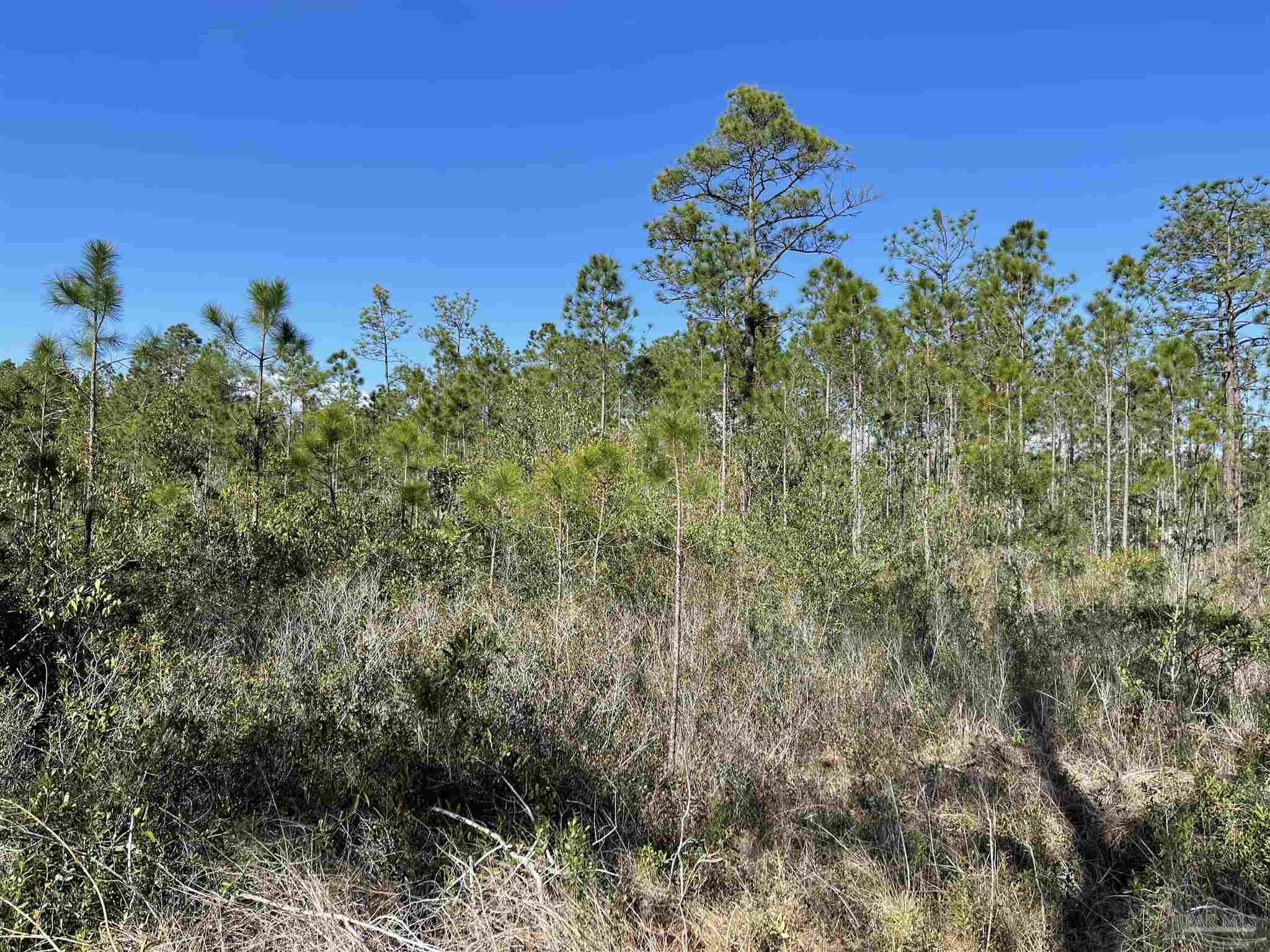 5.92-ac Mary Kitchens Road Milton, FL 32583 - Photo 5 of 5 Gallery Image 5