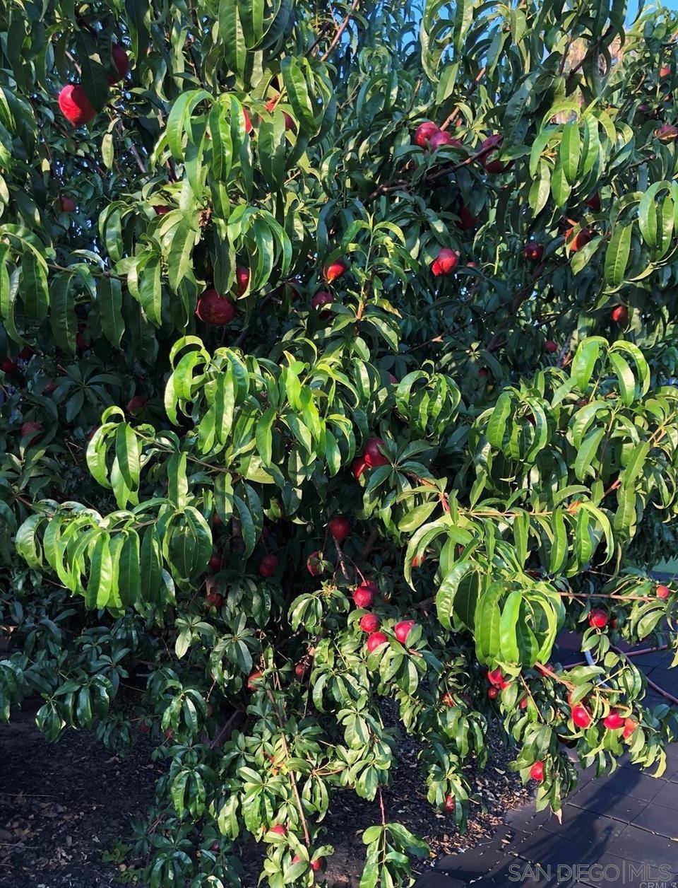 1033 Summit Trail Escondido, CA 92025 - Photo 70 of 73