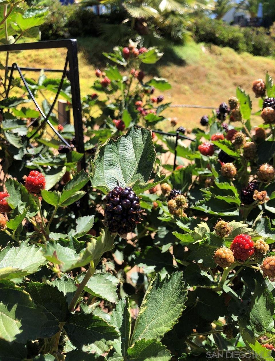 1033 Summit Trail Escondido, CA 92025 - Photo 72 of 73