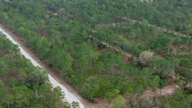 a view of a forest with a street