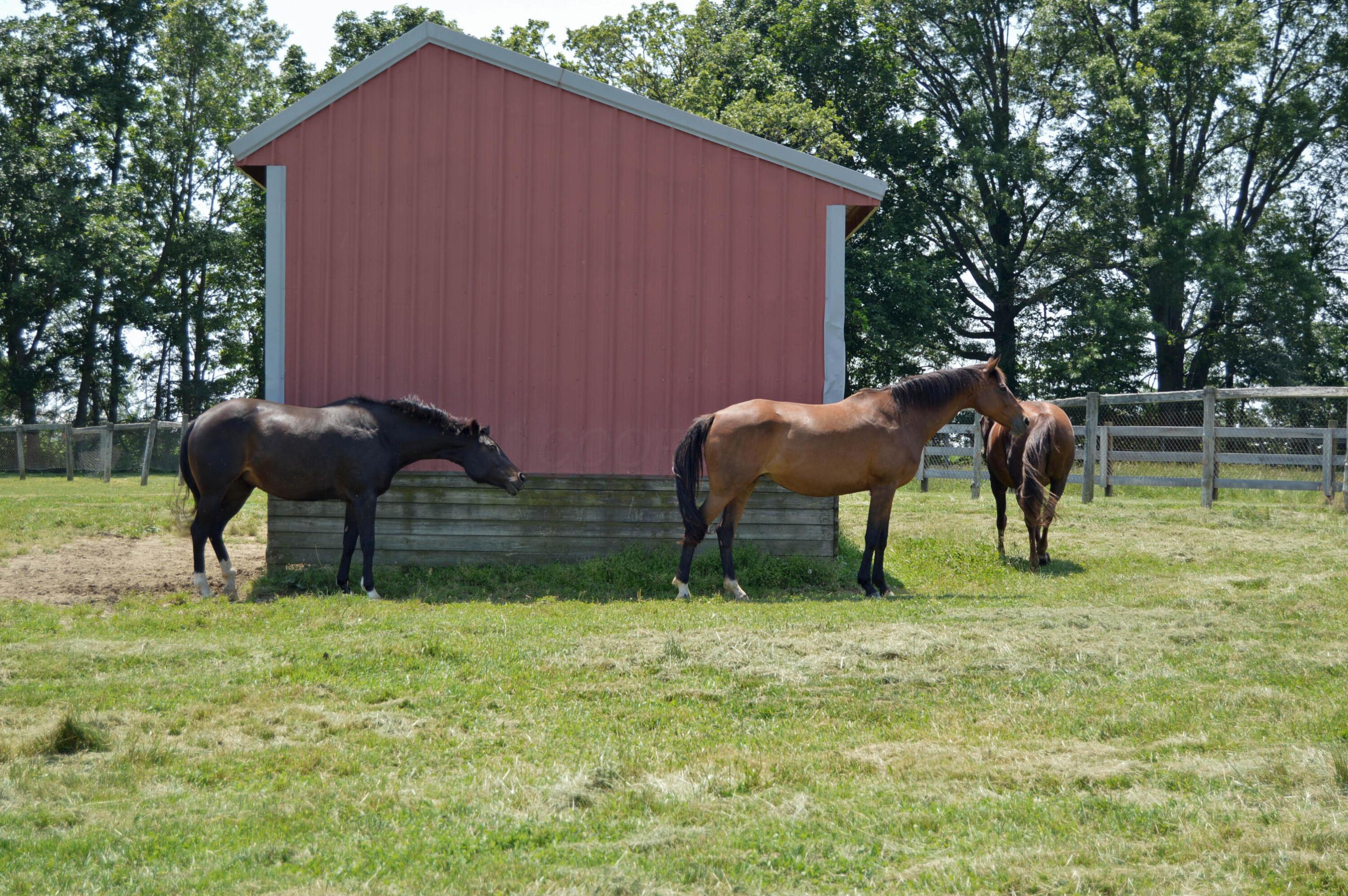 10156 Marysville Road Ostrander, OH 43061 - Photo 100 of 140 Horses 5