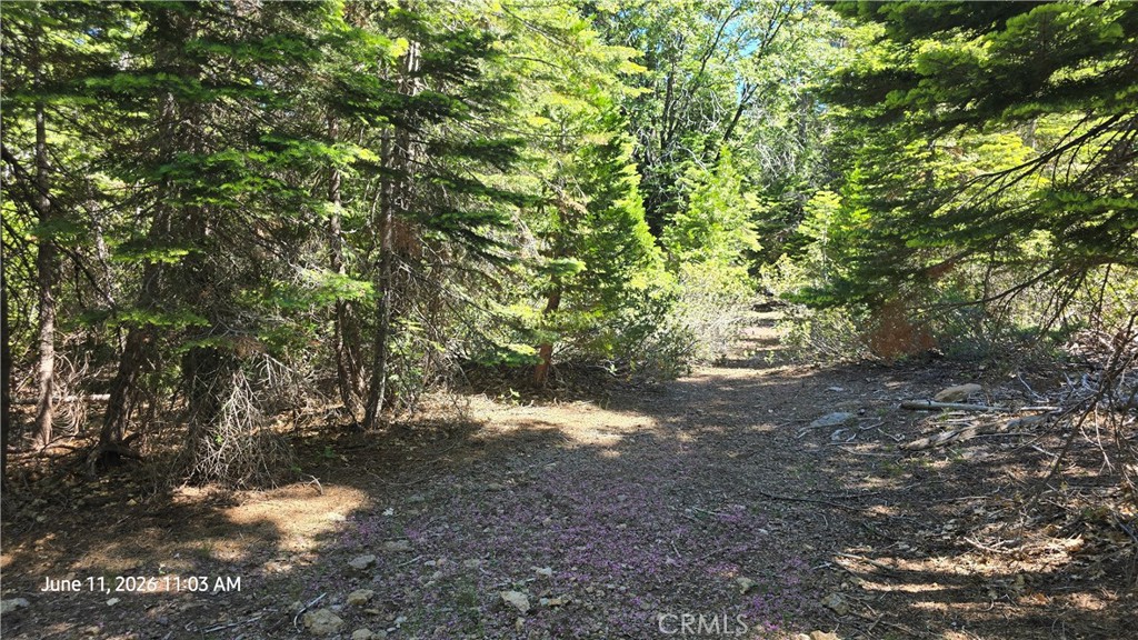 0 Fish Creek Forest Ranch, CA 95942 - Photo 29 of 43 Old road between cabins 1 & 2