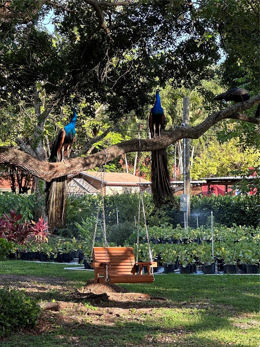 16470 Southwest 234th Street Homestead, FL 33031 - Photo 19 of 21 a backyard of a house with lots of green space and fountain
