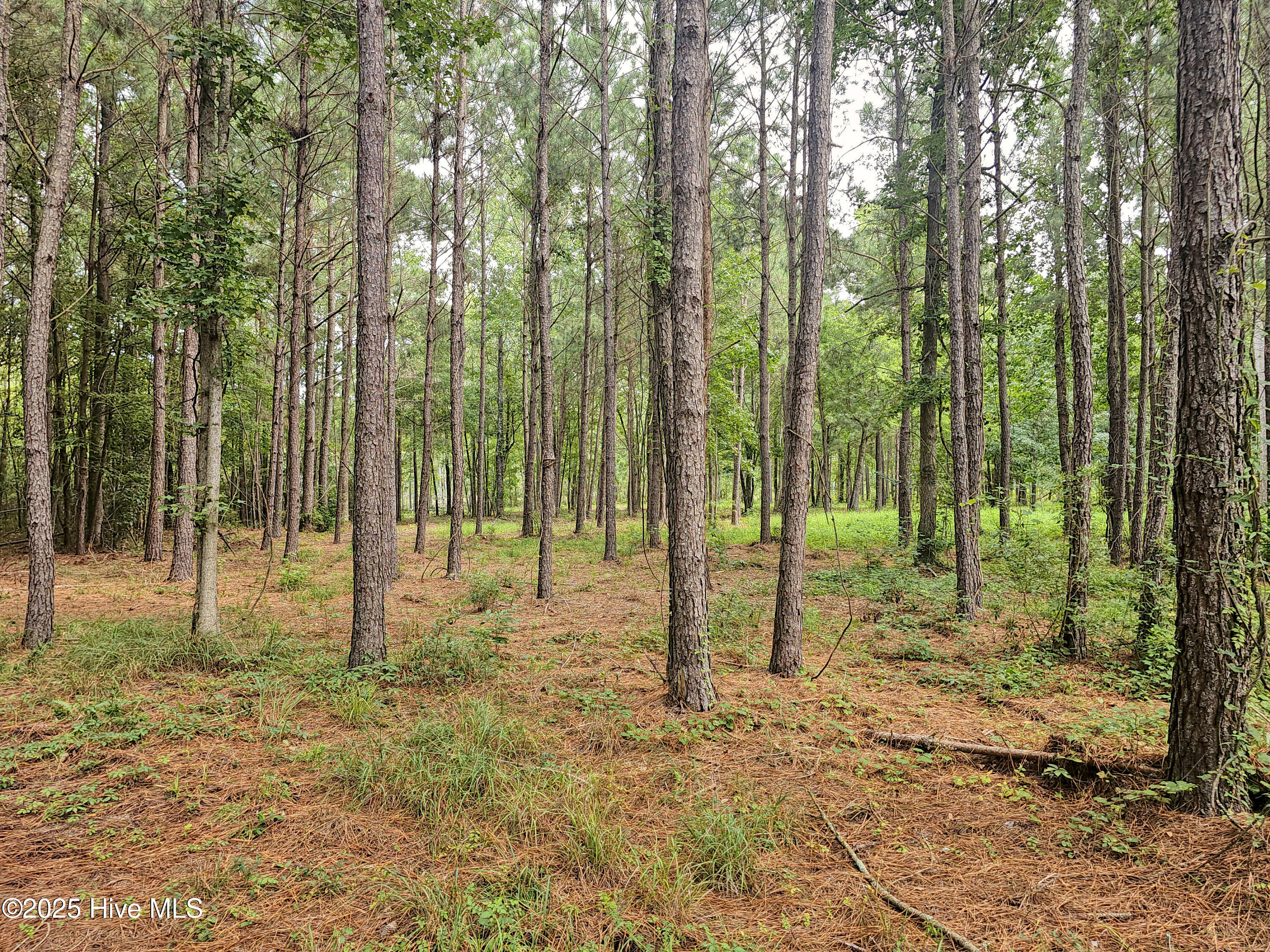 Lot 67 Tarpon Pointe Road Bath, NC 27808 - Photo 7 of 8 20250826_135152b
