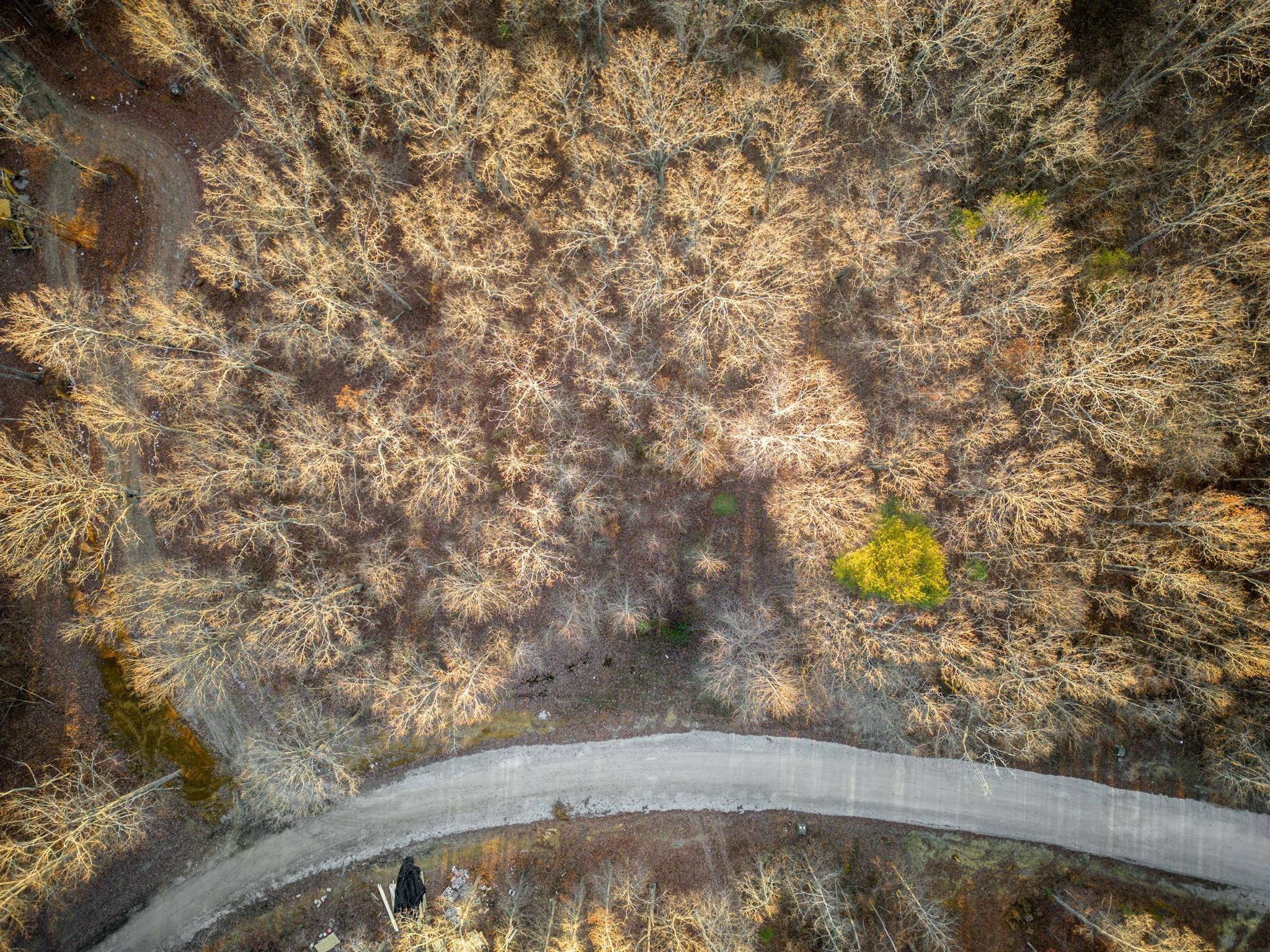 a view of a dry yard with wooden fence