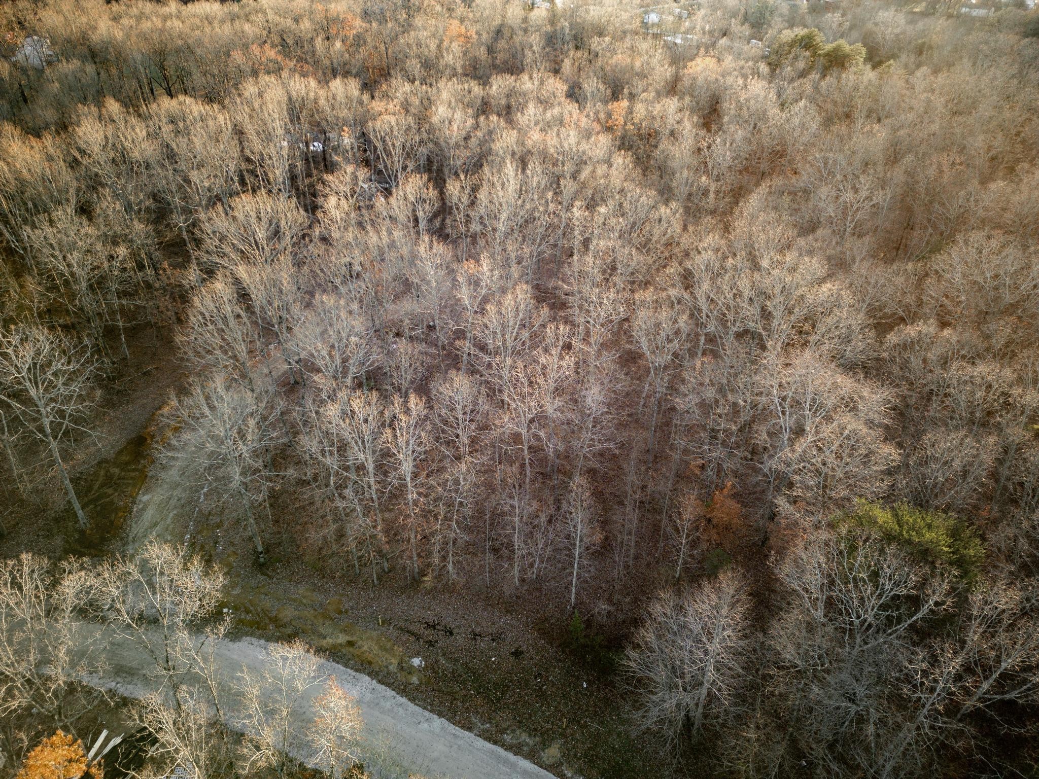 177 Sunset Bluff Monteagle, TN 37356 - Photo 3 of 5 a view of a dry yard