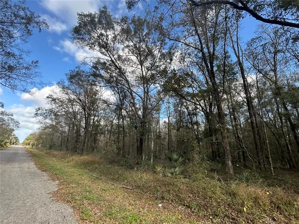 a view of a forest with trees in the background