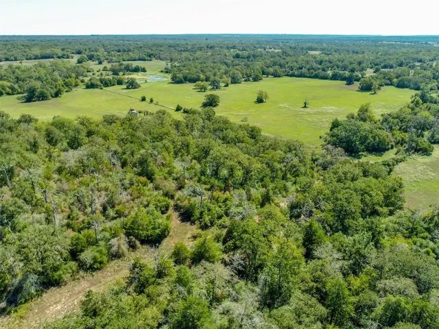 a view of a large yard with plants and large trees