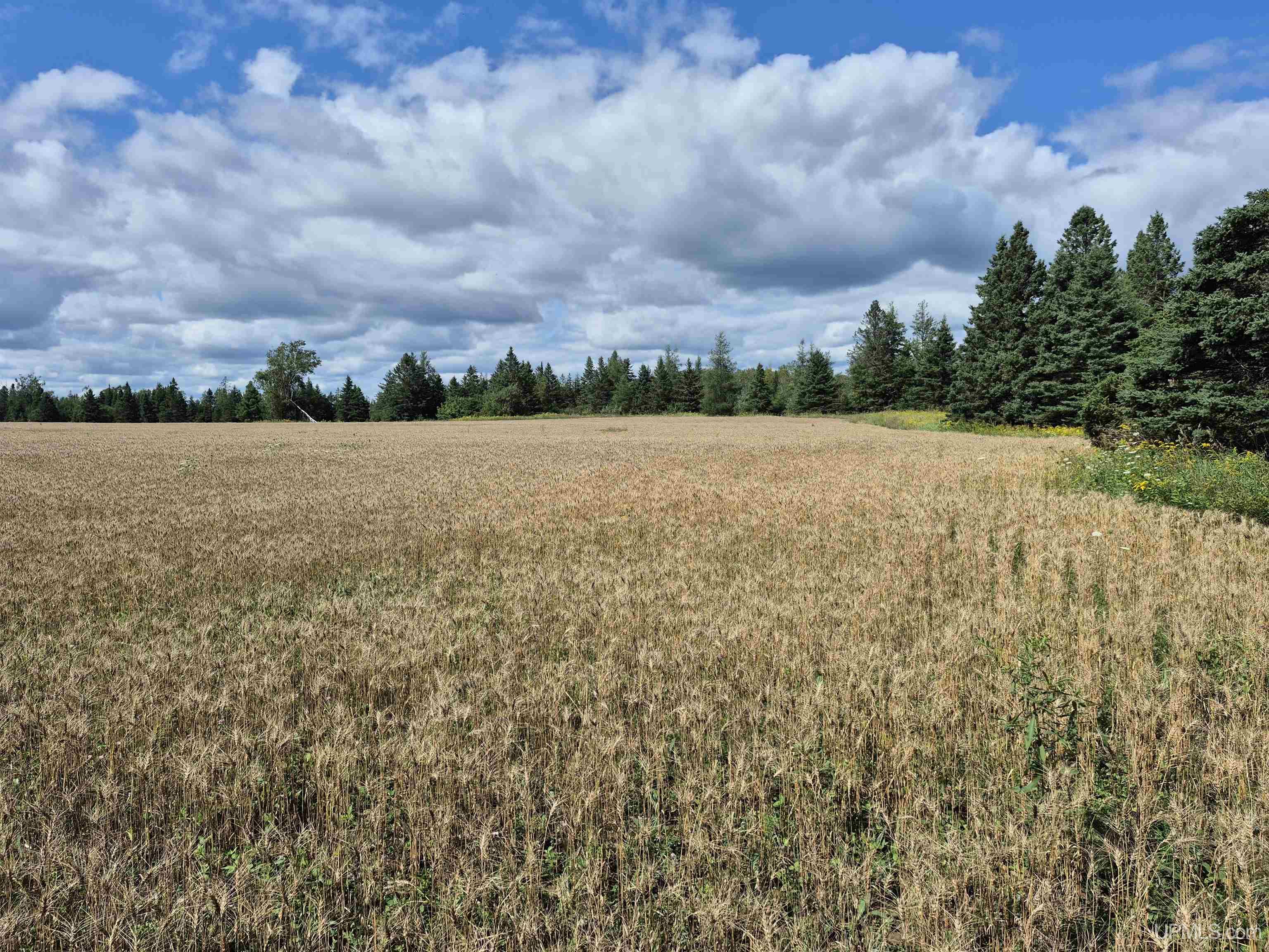 160-acres Halverson Road Gulliver, MI 49840 - Photo 14 of 35