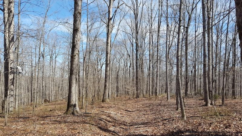 0 Pack Road White Bluff, TN 37187 - Photo 1 of 12 Gallery Image 1