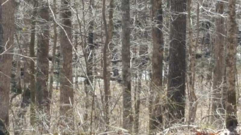 0 Pack Road White Bluff, TN 37187 - Photo 7 of 12 Gallery Image 7