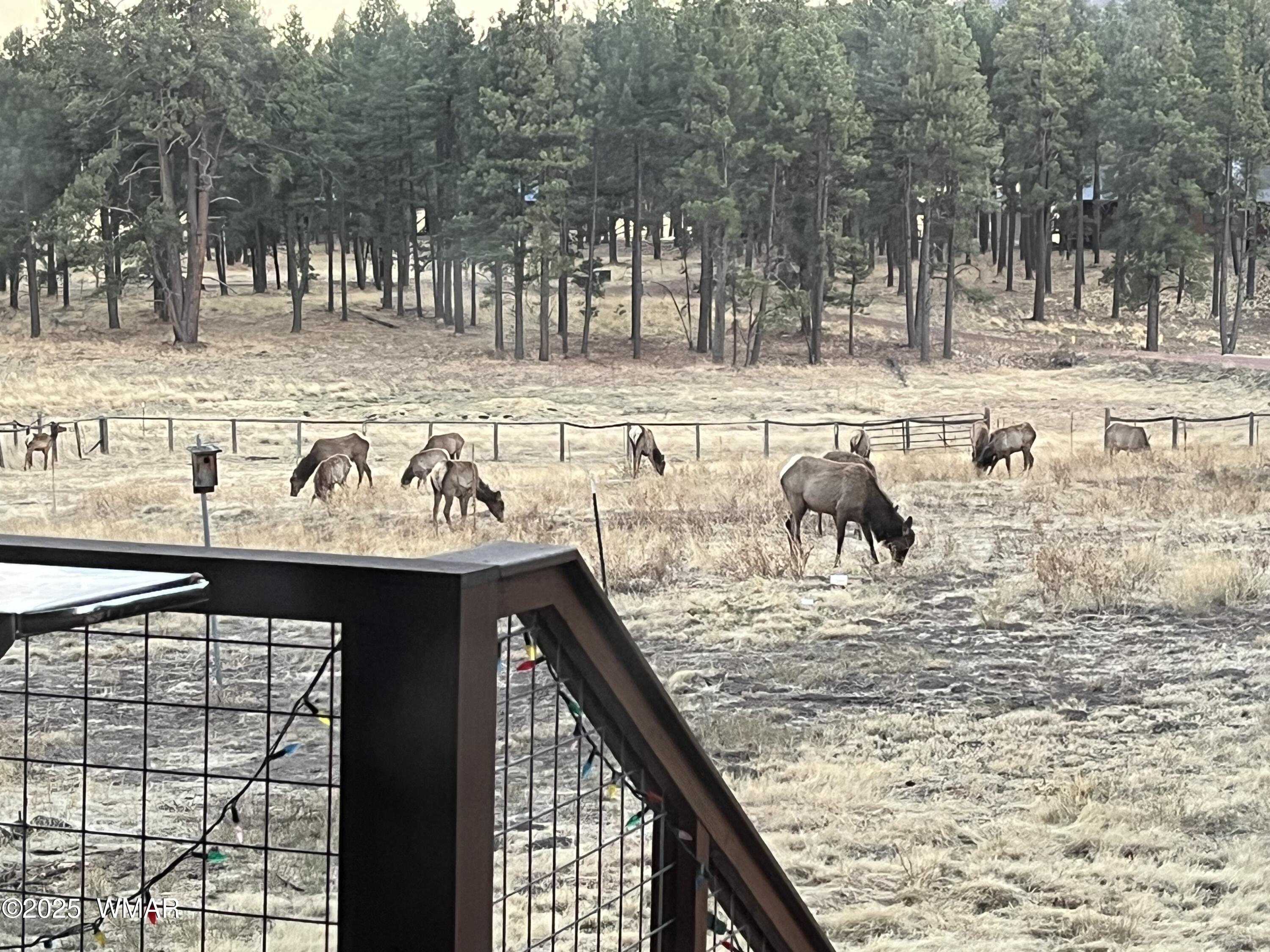 2 N2261 Alpine, AZ 85920 - Photo 33 of 33 elk visiting