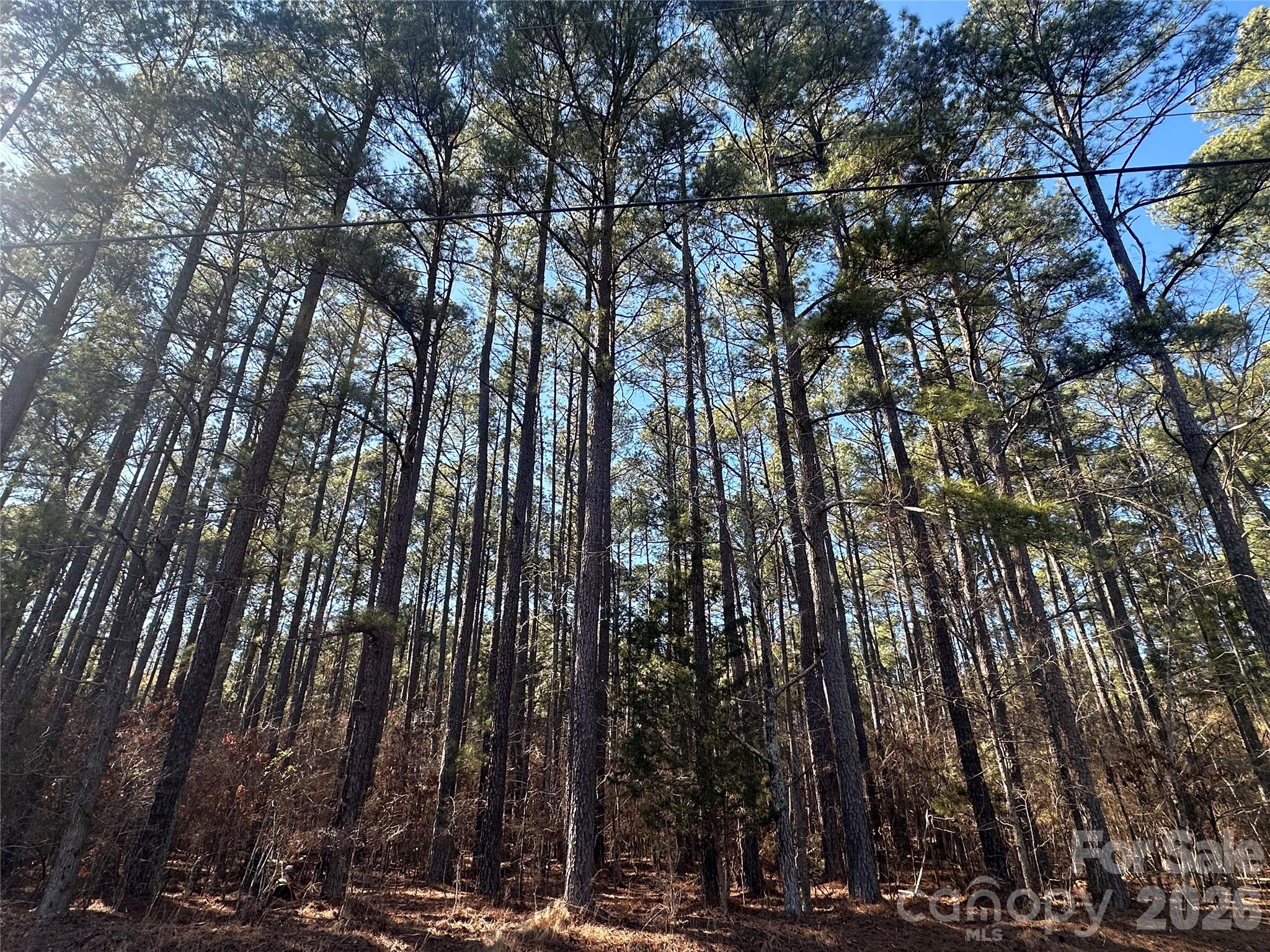 a view of forest