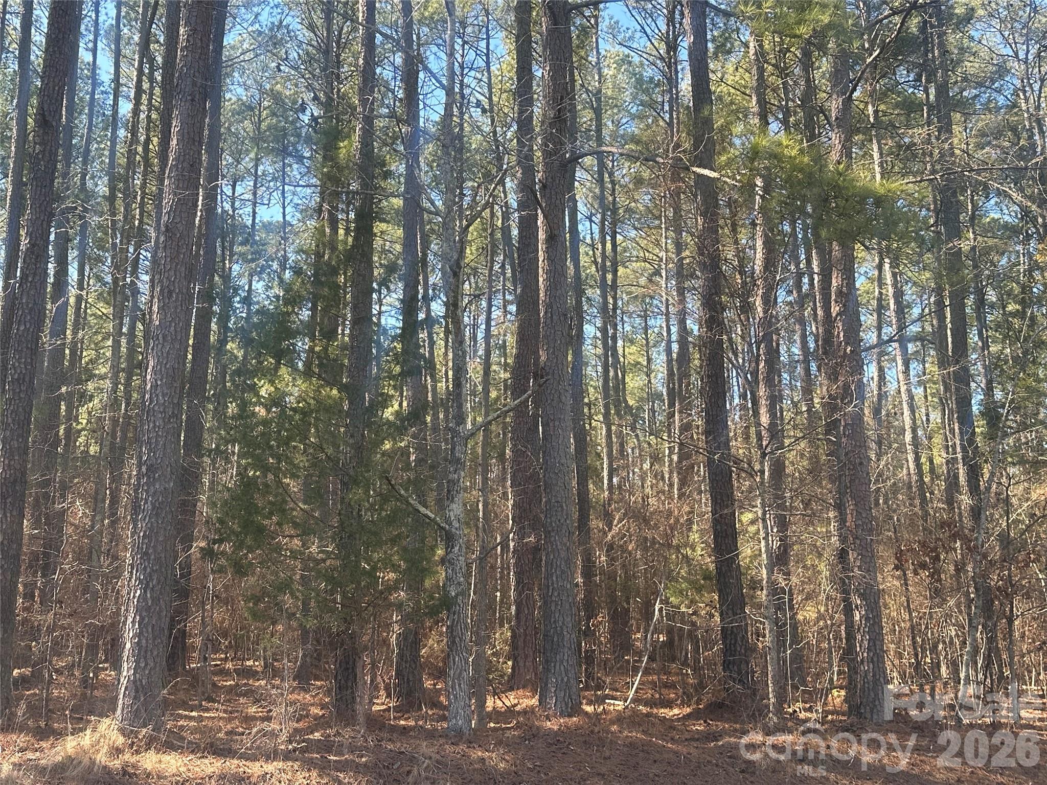 2410 Summerville Church Road Denton, NC 27239 - Photo 2 of 3 a view of a forest that has large trees