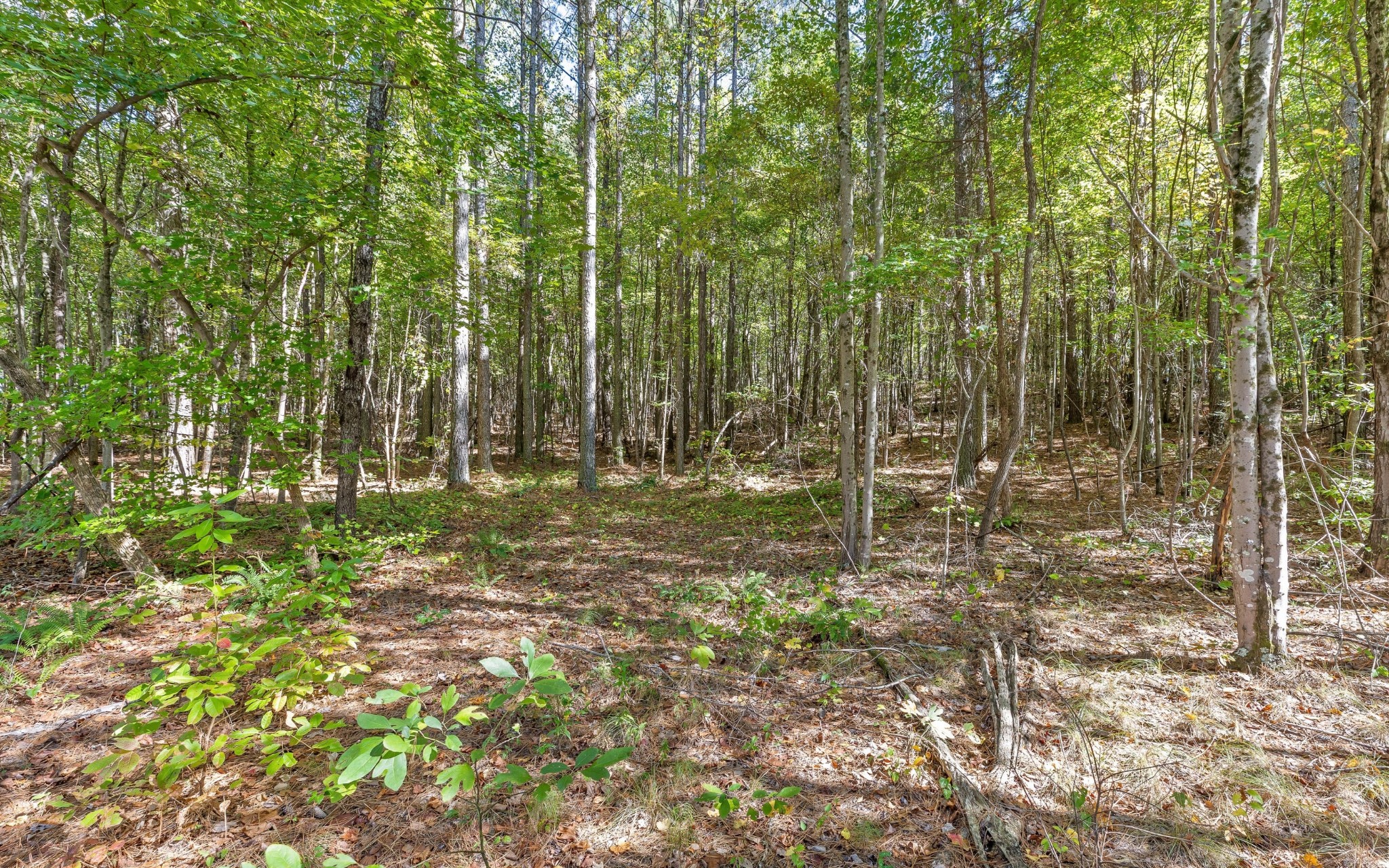1110 Birds Eye Way Guild, TN 37340 - Photo 17 of 29 Gallery Image 17