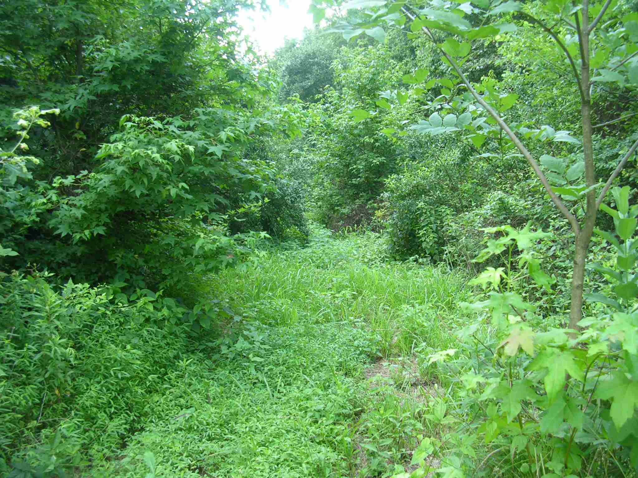 3440 Oak Grove Road Vienna, IL 62995 - Photo 4 of 7
