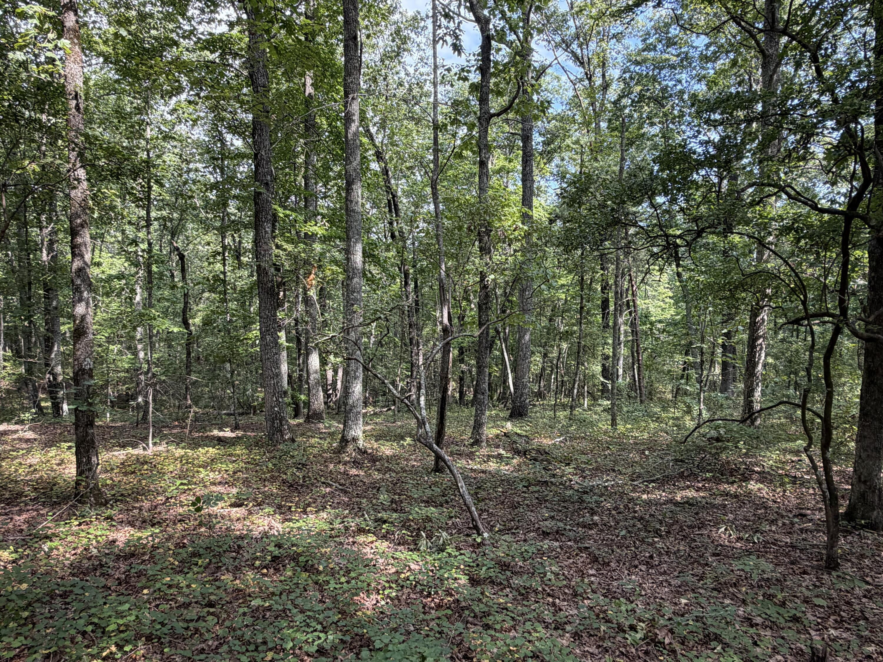 Oak Road Fayette, AL 35555 - Photo 11 of 15 Gallery Image 11