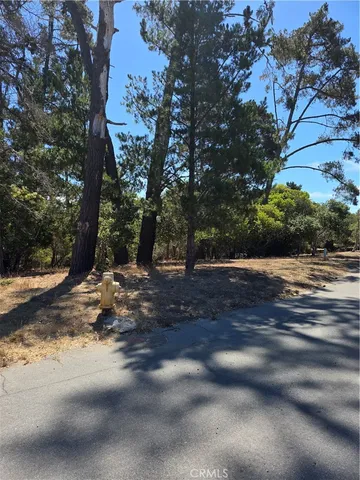 a view of a yard with plants and trees
