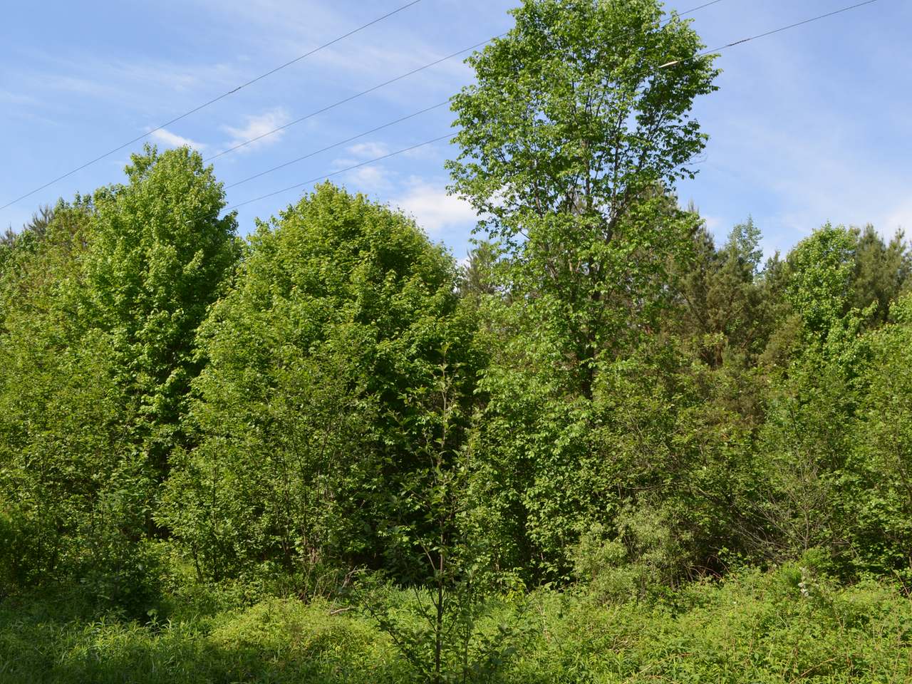 On Ogema-Prentice Road Ogema, WI 54459 - Photo 9 of 20 Gallery Image 9